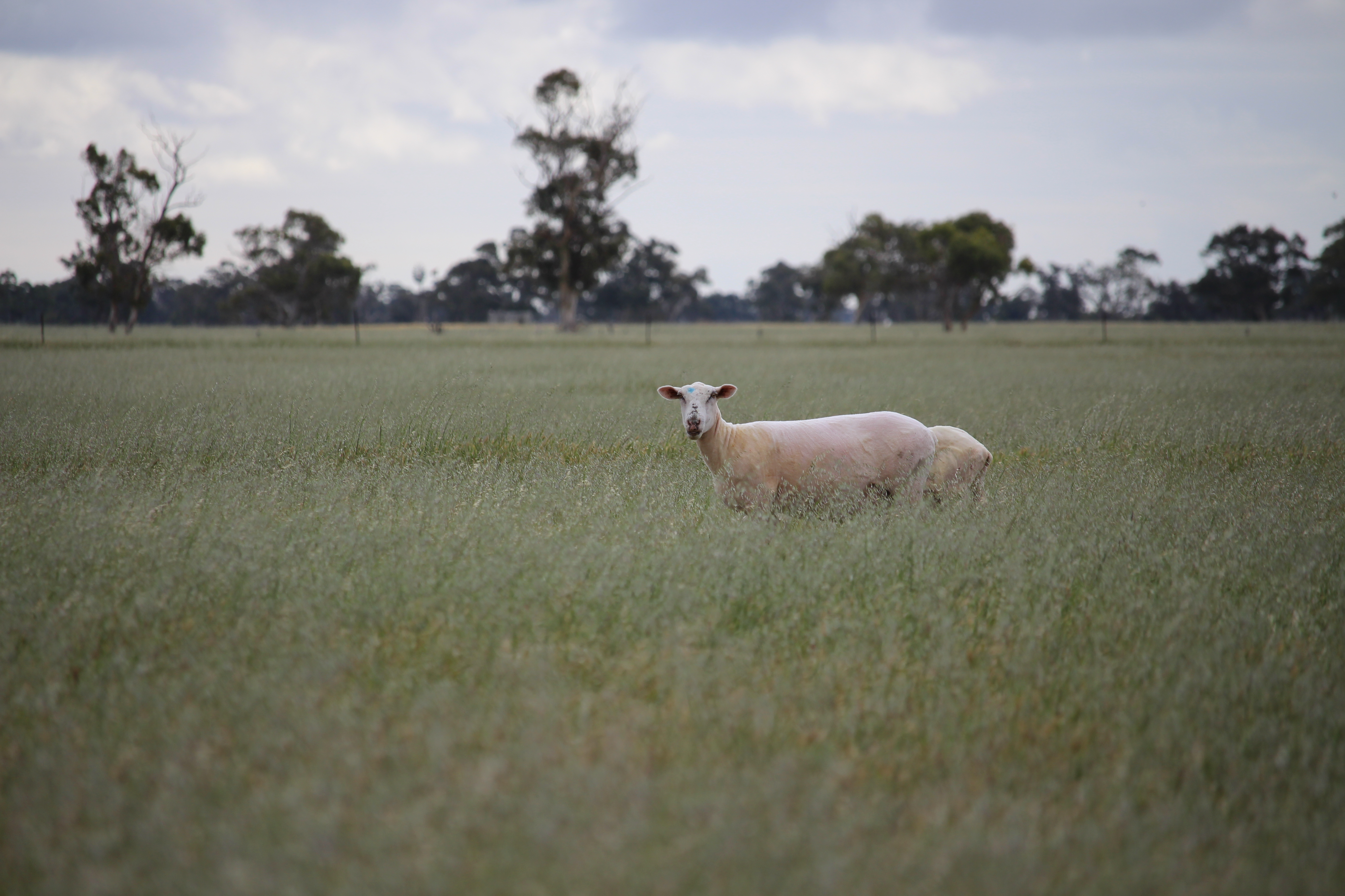 Allotment 11 Black Road, Keith SA 5267