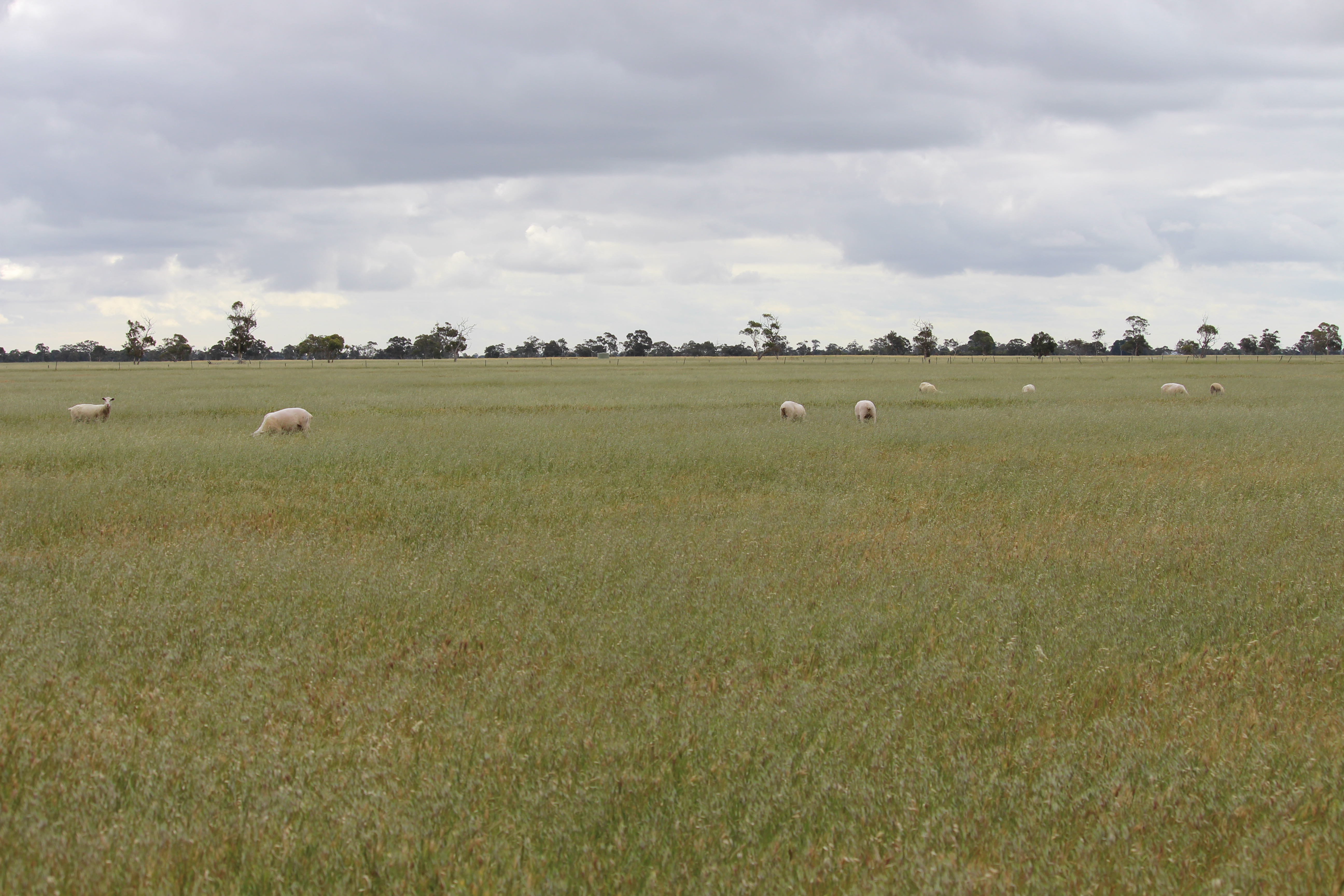 Allotment 11 Black Road, Keith SA 5267