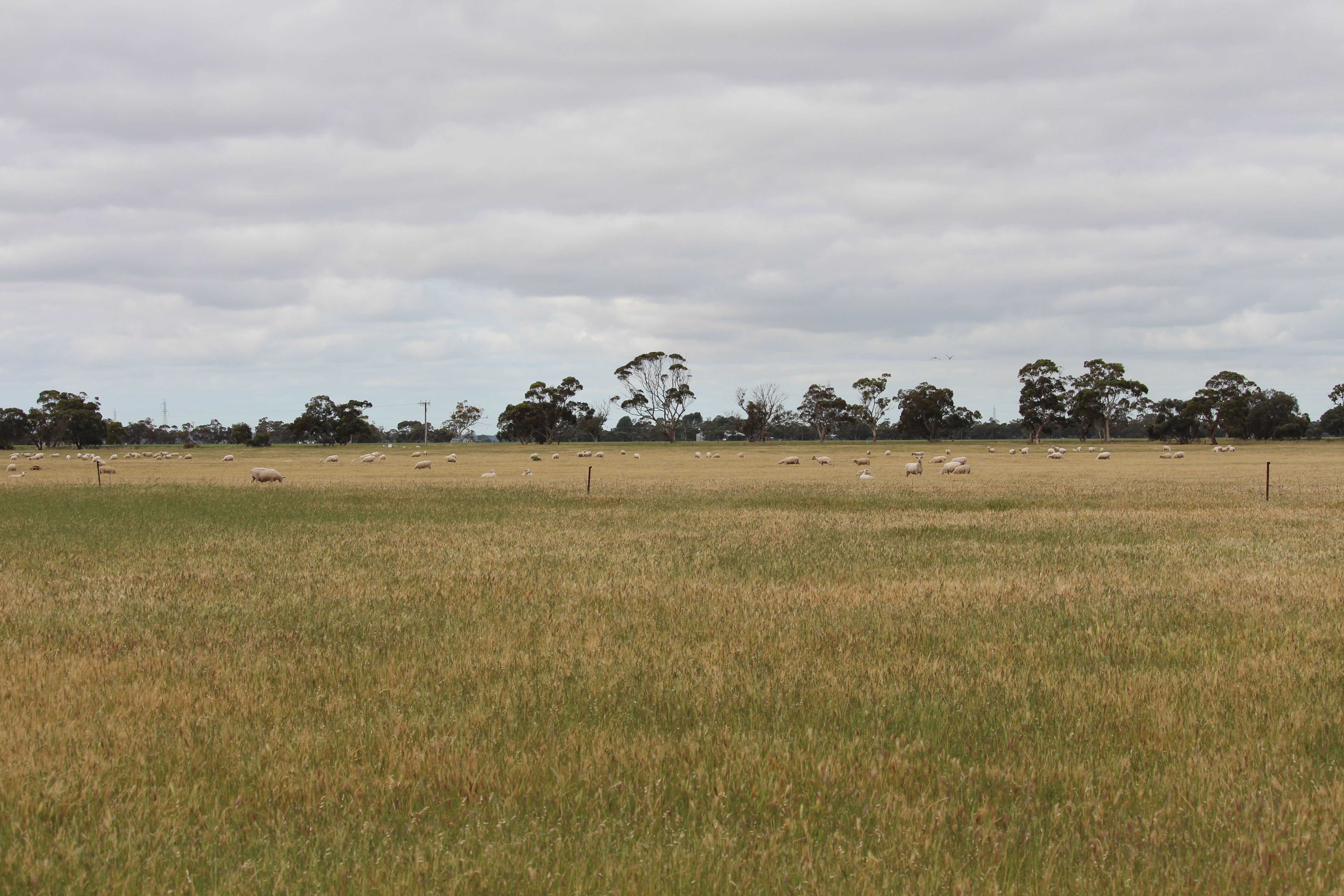Allotment 11 Black Road, Keith SA 5267