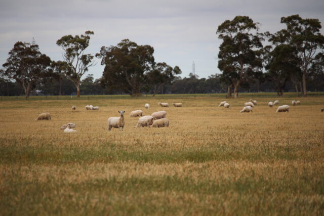 Allotment 11 Black Road, Keith SA 5267