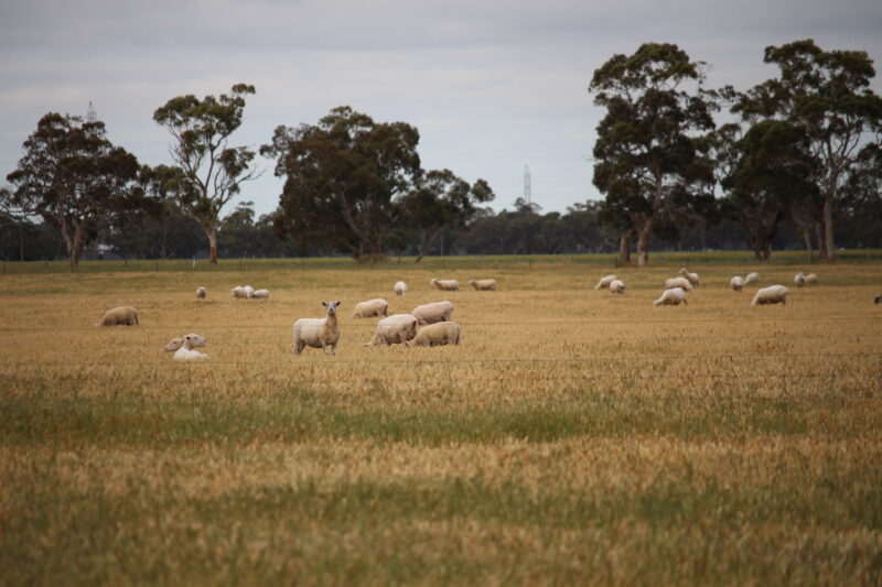 Allotment 11 Black Road, Keith SA 5267