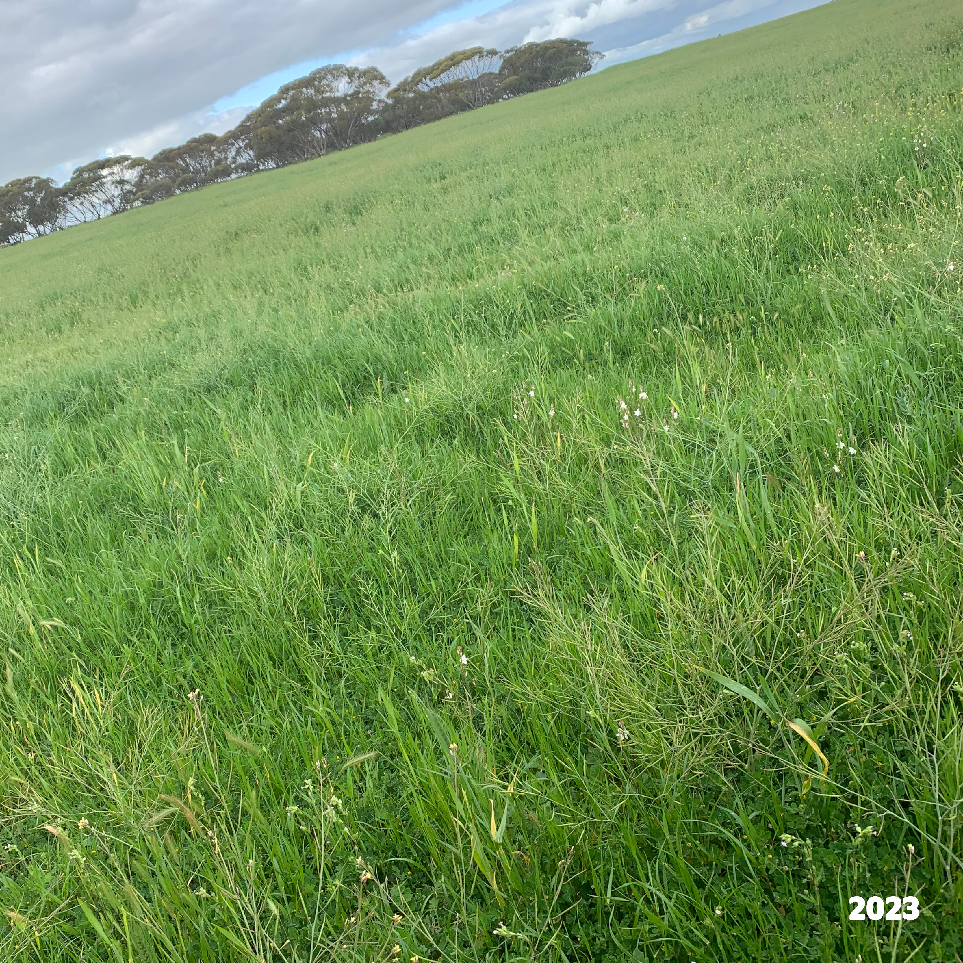 2293 & 2640 Mallee Highway, Sherlock SA 5301