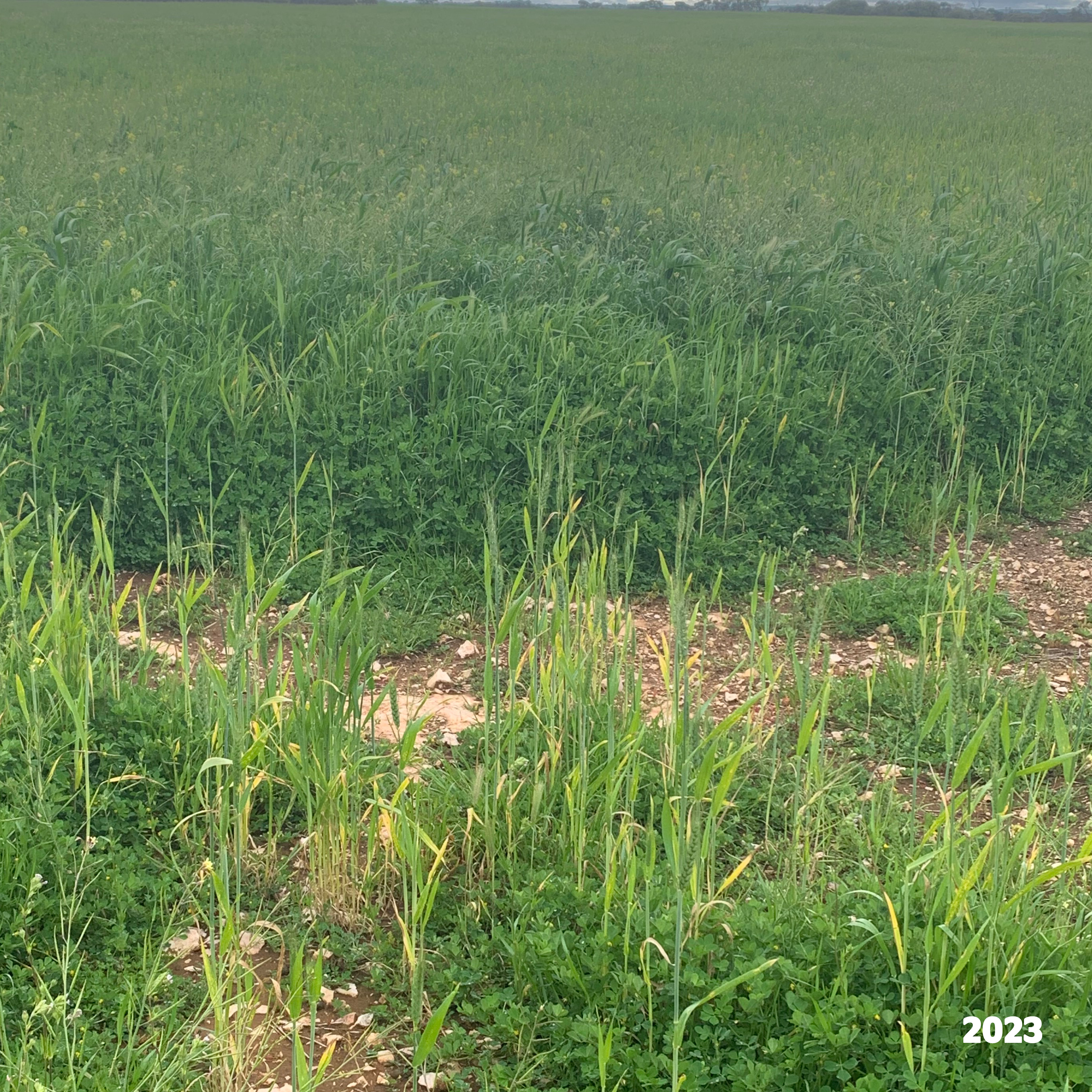 2293 & 2640 Mallee Highway, Sherlock SA 5301