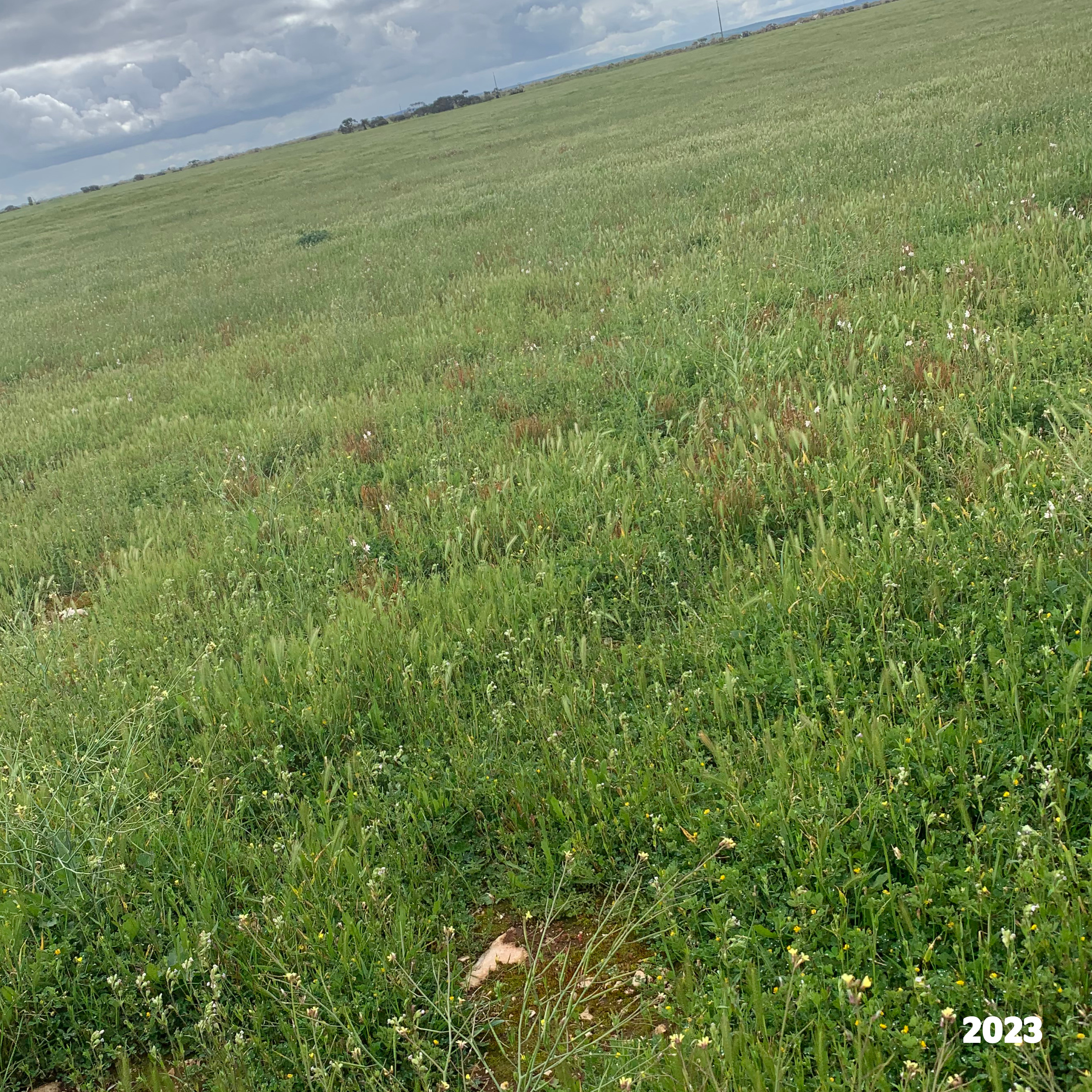 2293 & 2640 Mallee Highway, Sherlock SA 5301