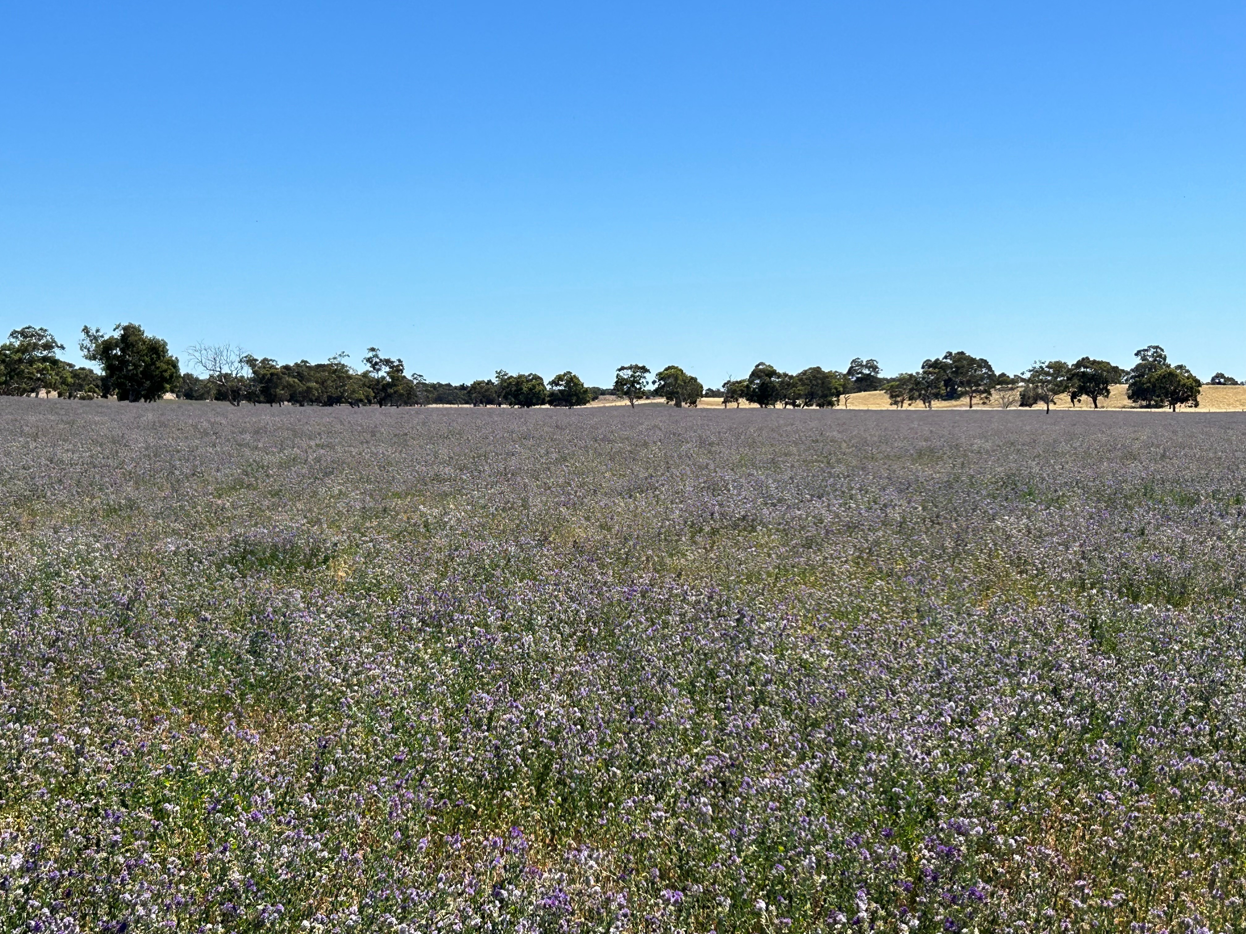 9653 Dukes Highway, Tintinara SA 5266