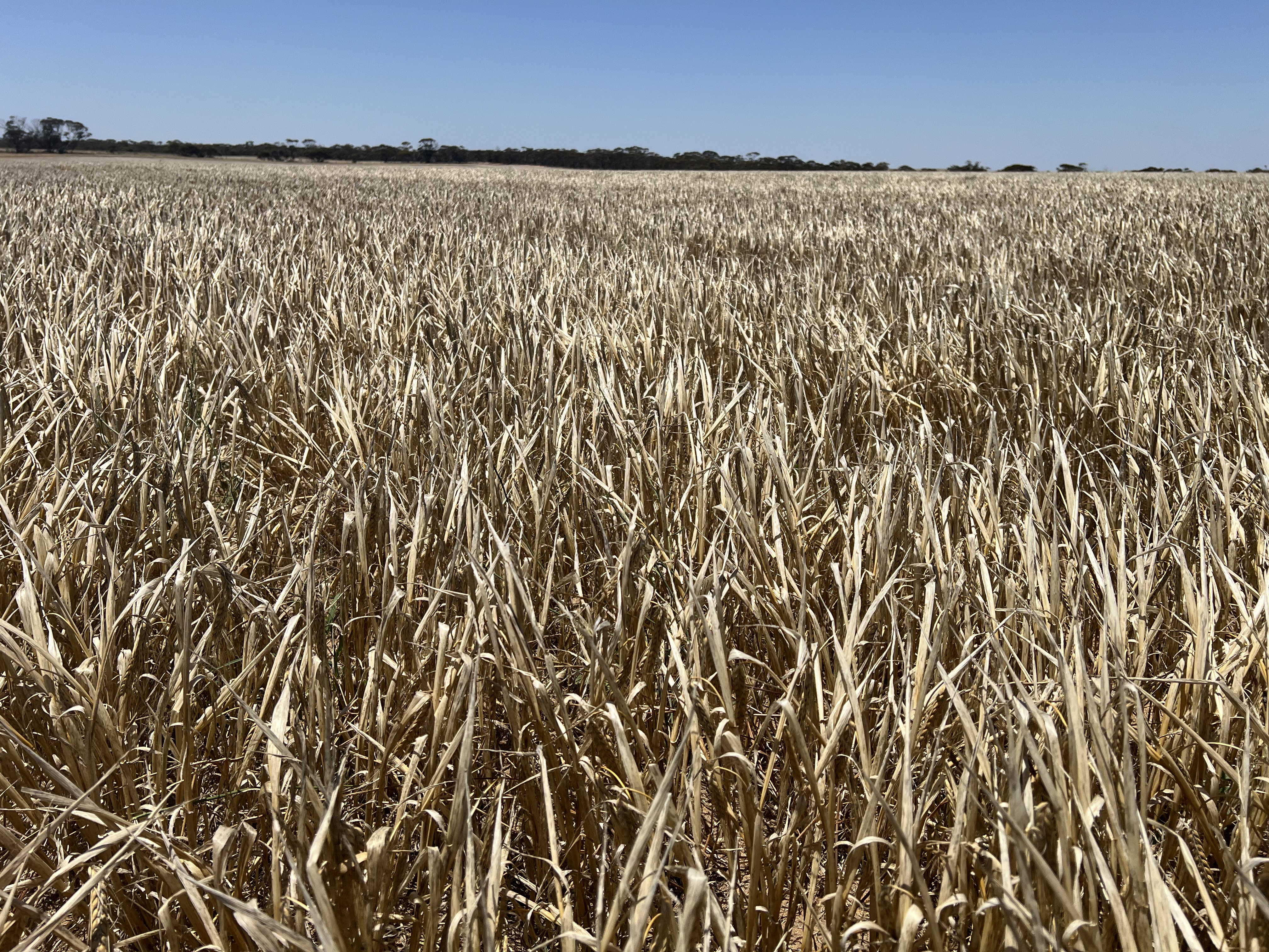 1523 Geranium North Road, Geranium SA 5301