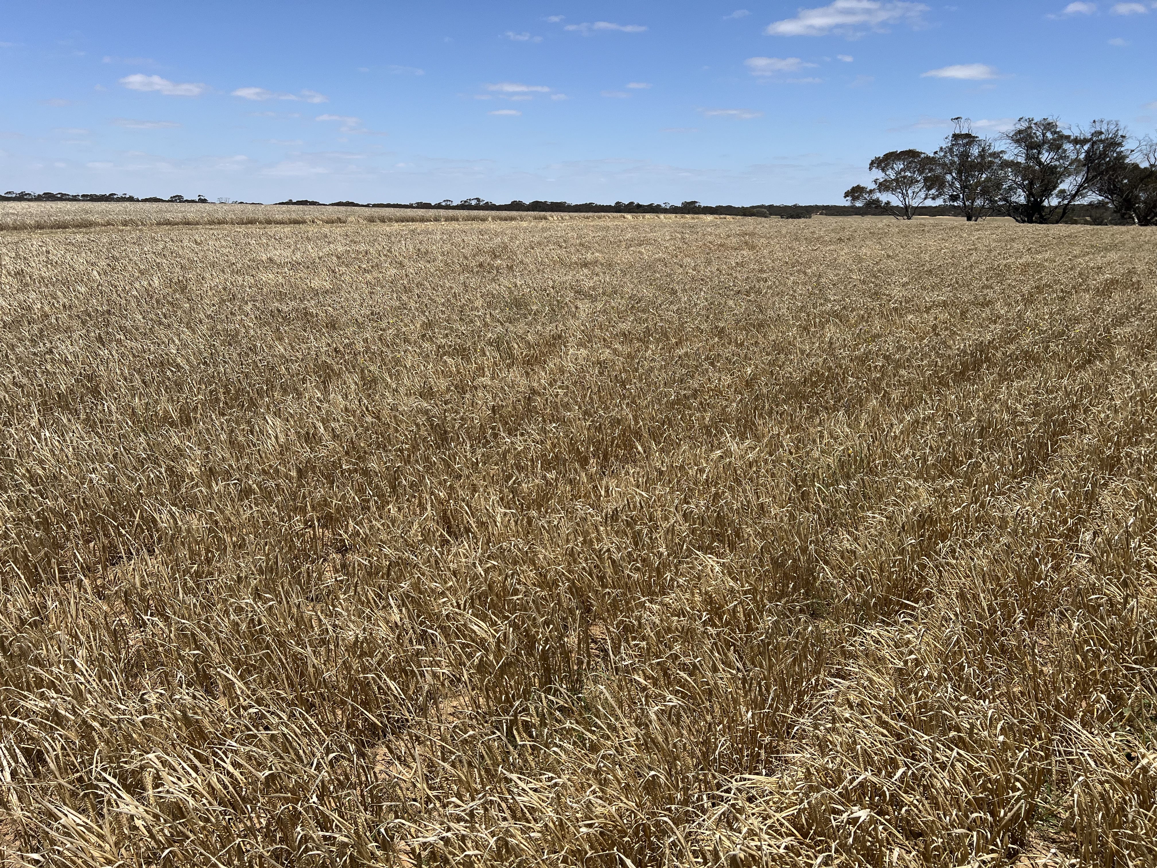 1523 Geranium North Road, Geranium SA 5301