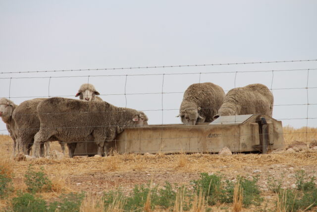 2212 Carew Road, Mundulla SA 5270