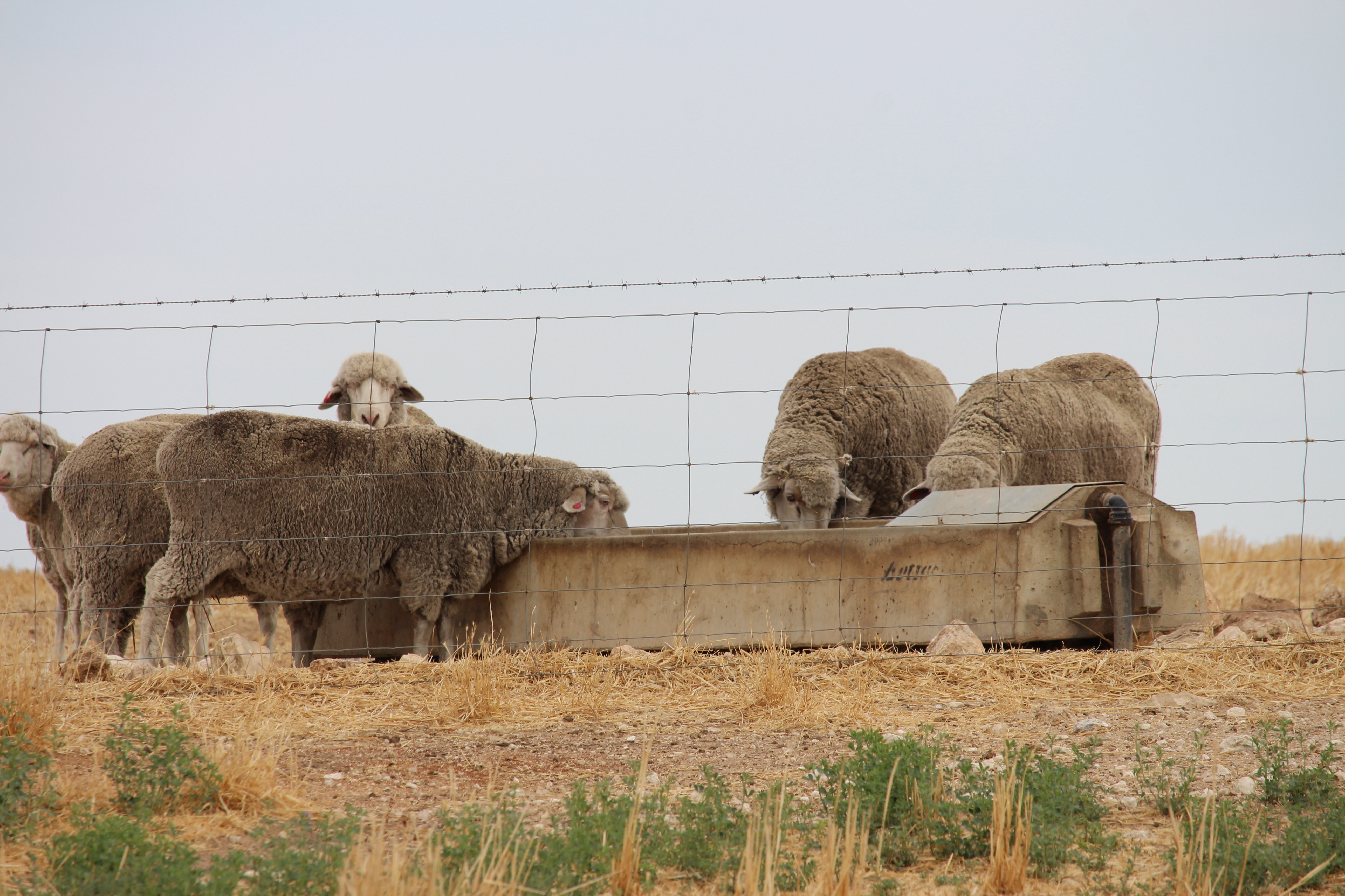 2212 Carew Road, Mundulla SA 5270