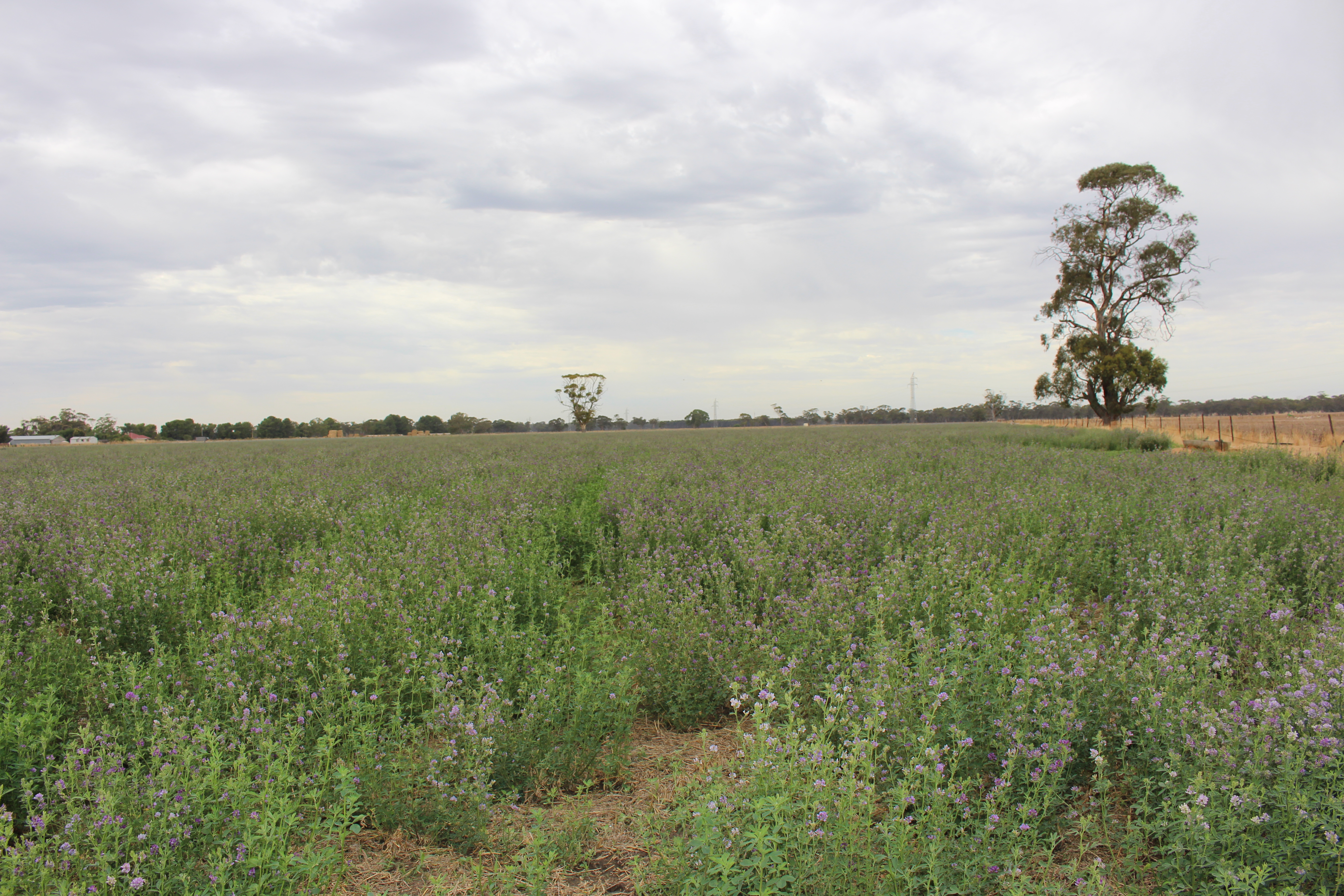 2212 Carew Road, Mundulla SA 5270