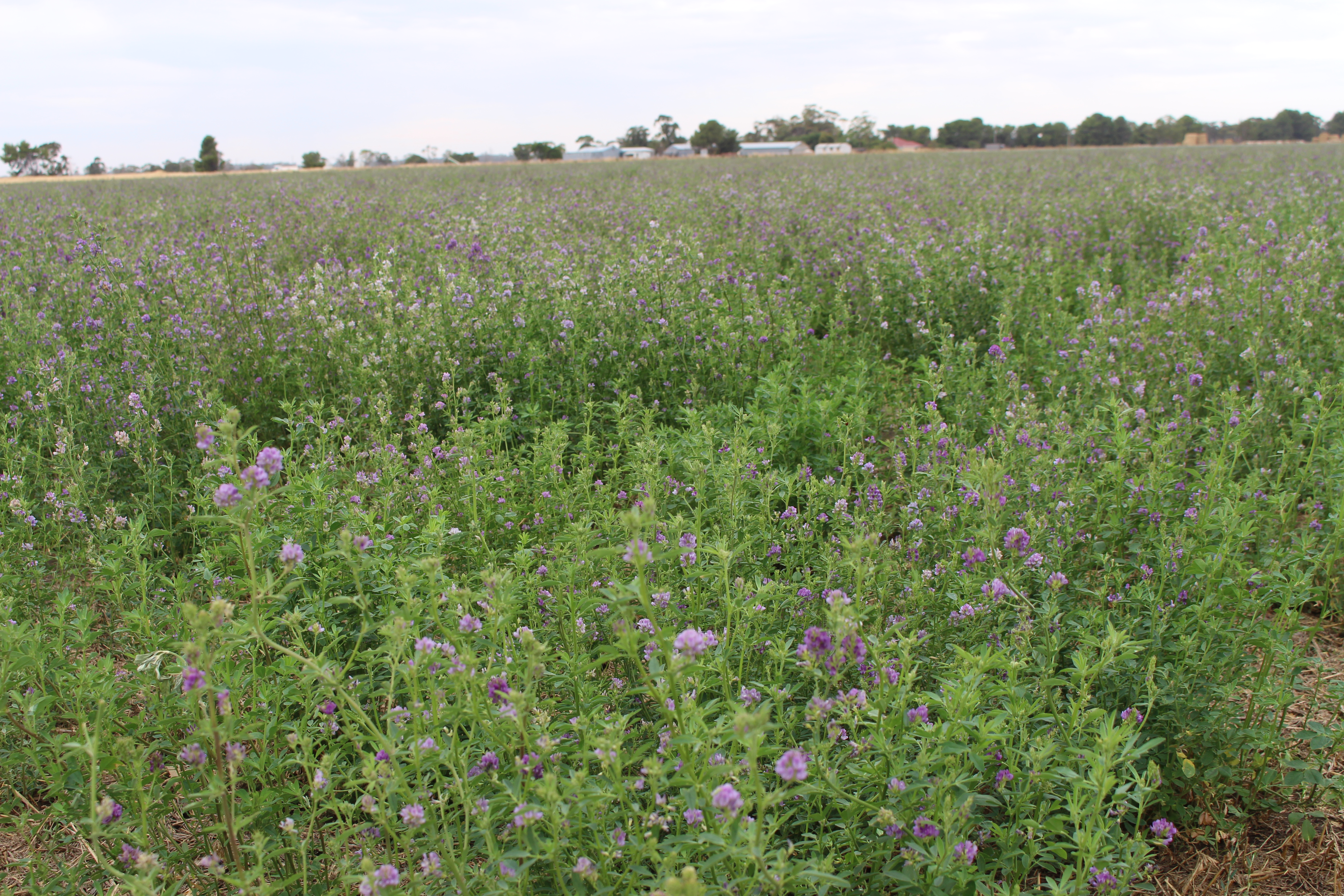 2212 Carew Road, Mundulla SA 5270