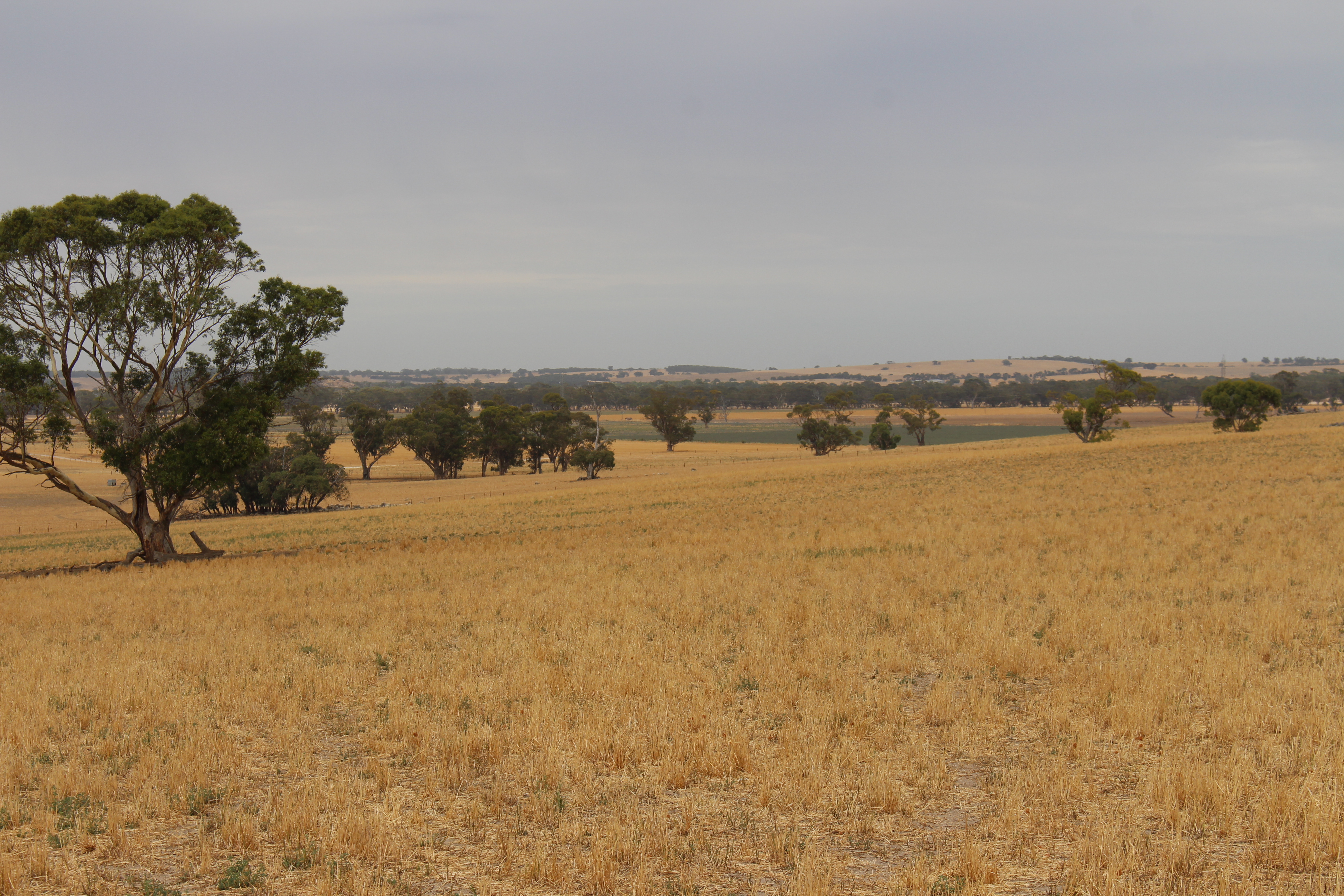 2212 Carew Road, Mundulla SA 5270