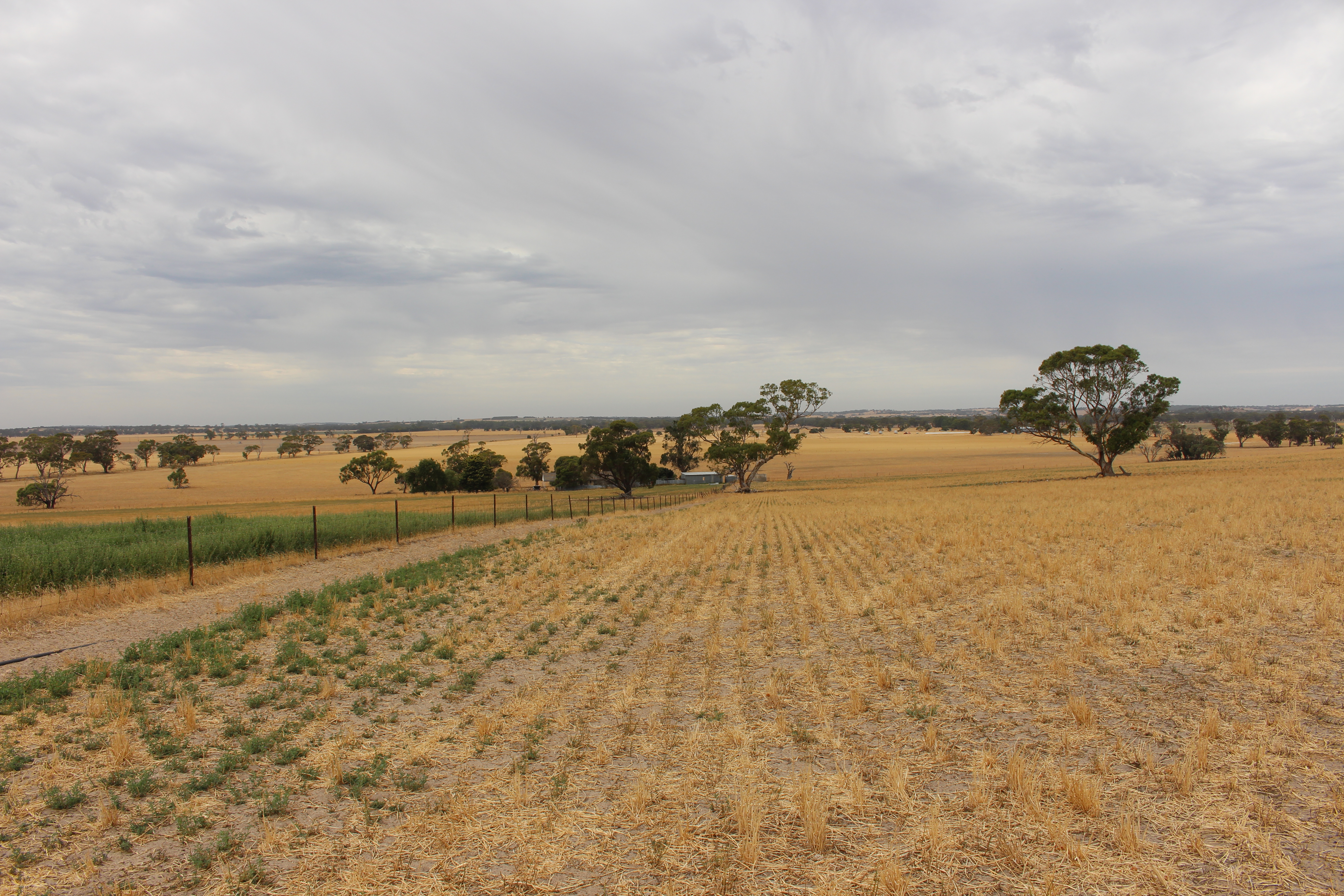 2212 Carew Road, Mundulla SA 5270