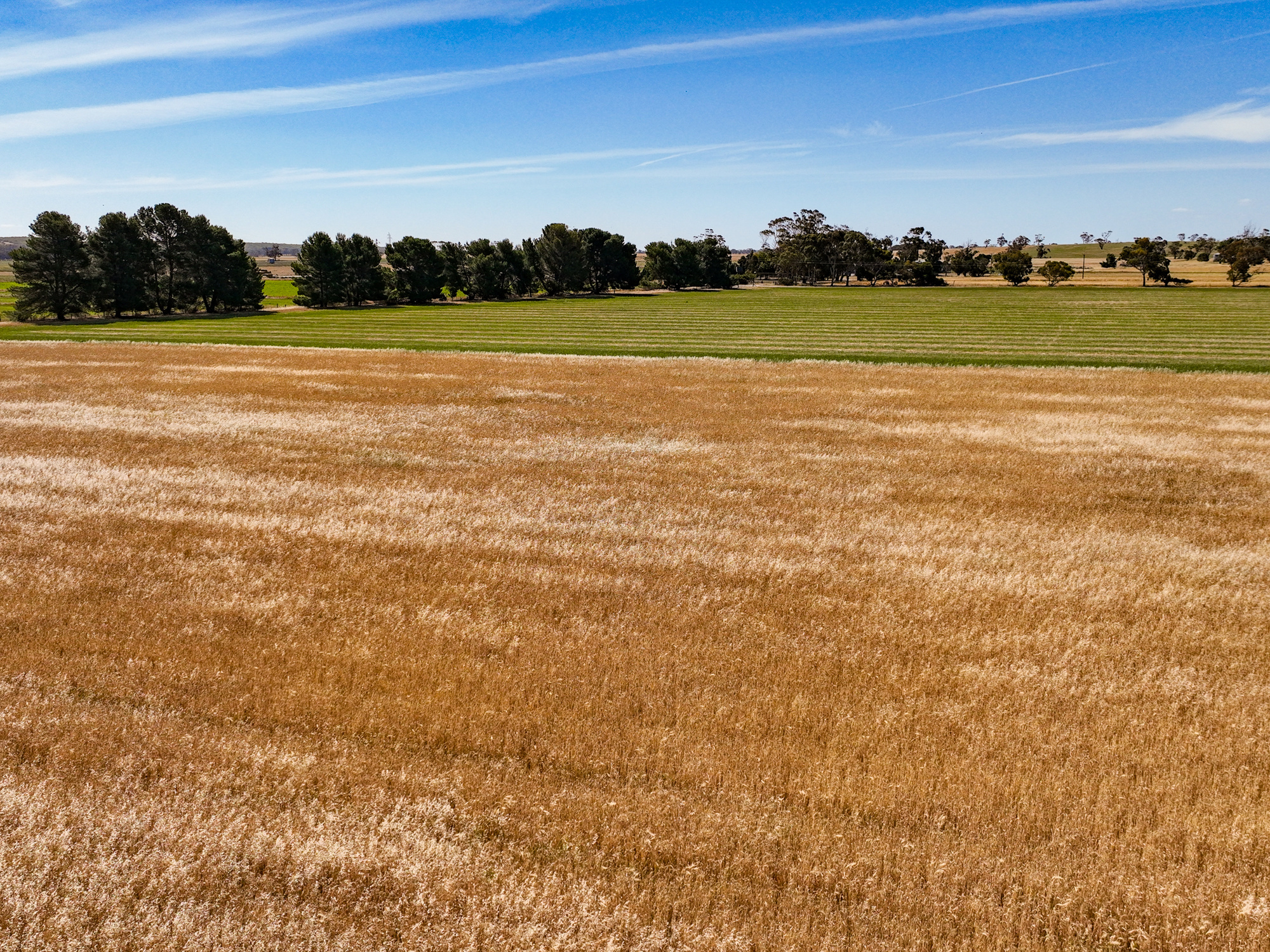 2212 Carew Road, Mundulla SA 5270