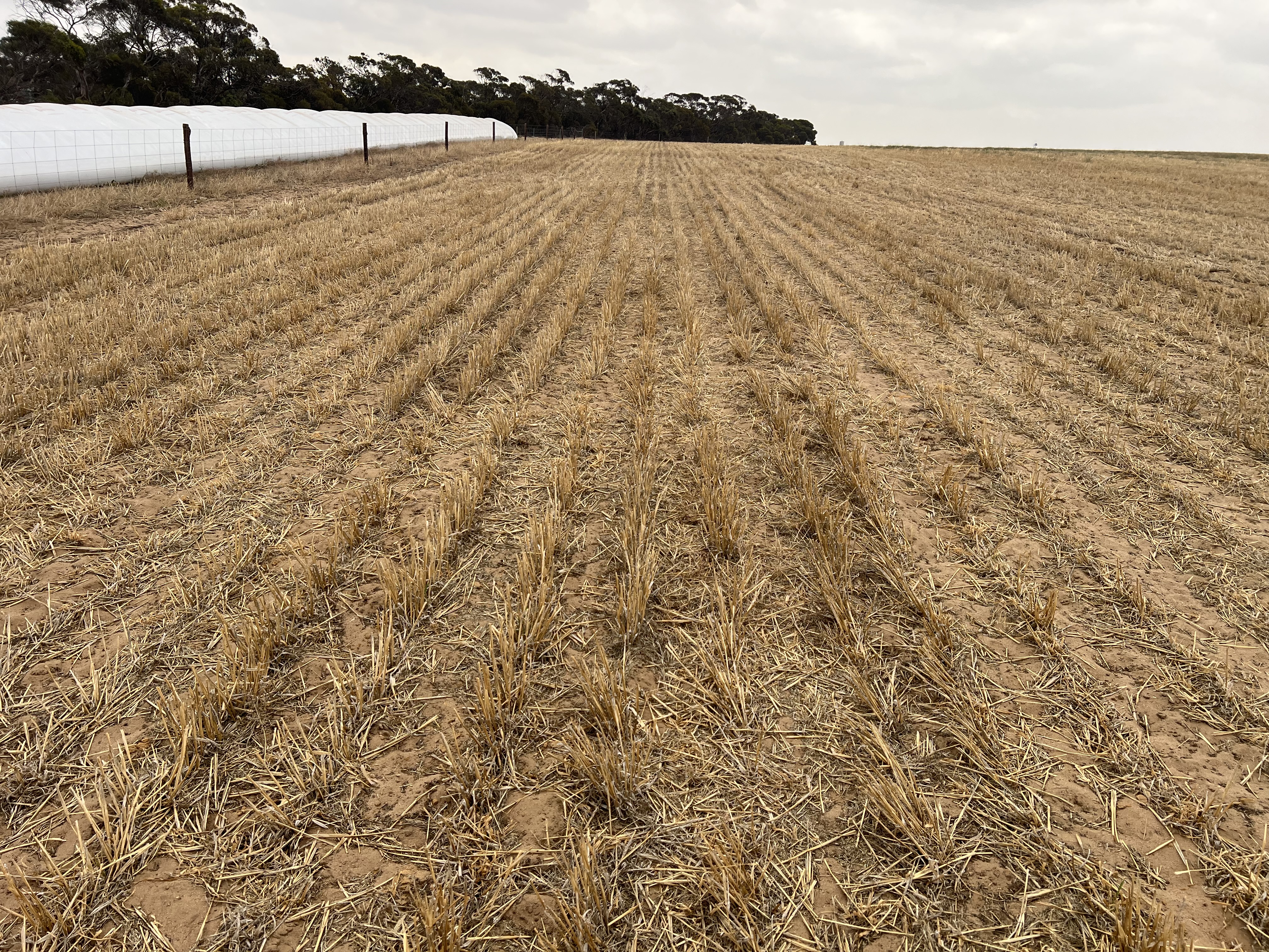 183 Kulkawurra Road, Karoonda SA 5307