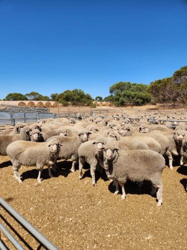 485 Freak Road, Coonalpyn SA 5265