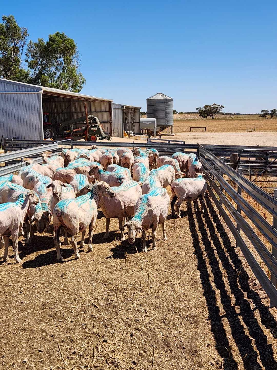 485 Freak Road, Coonalpyn SA 5265