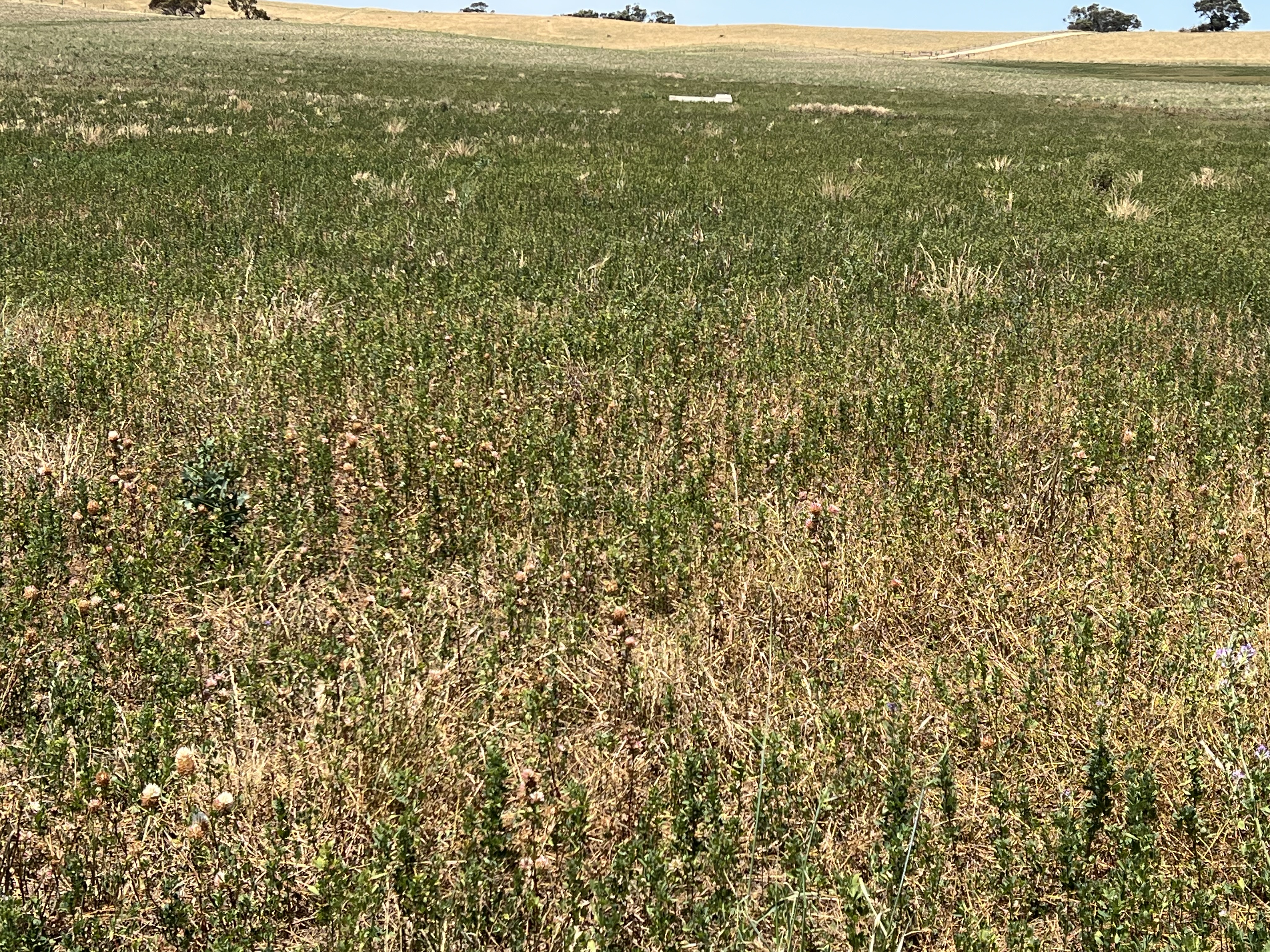 485 Freak Road, Coonalpyn SA 5265