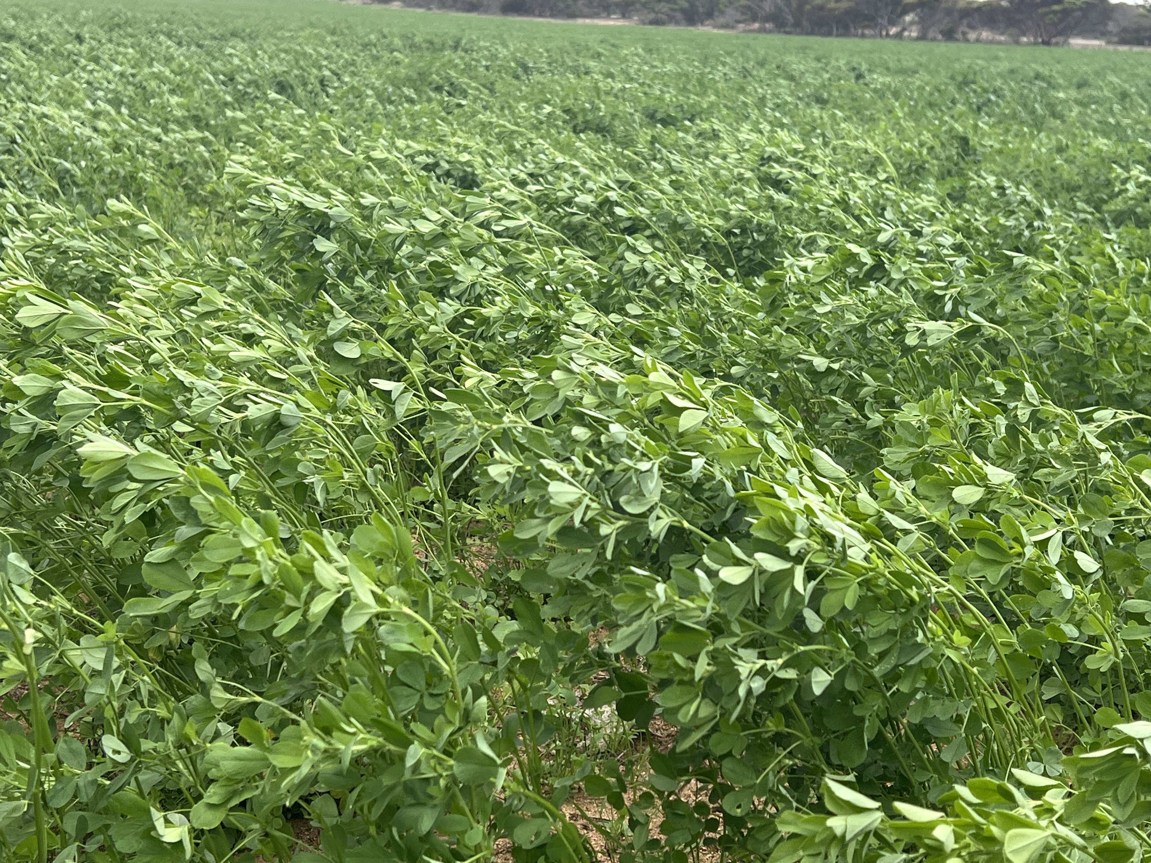 Allotment 92 Perponda Road, Karoonda SA 5307