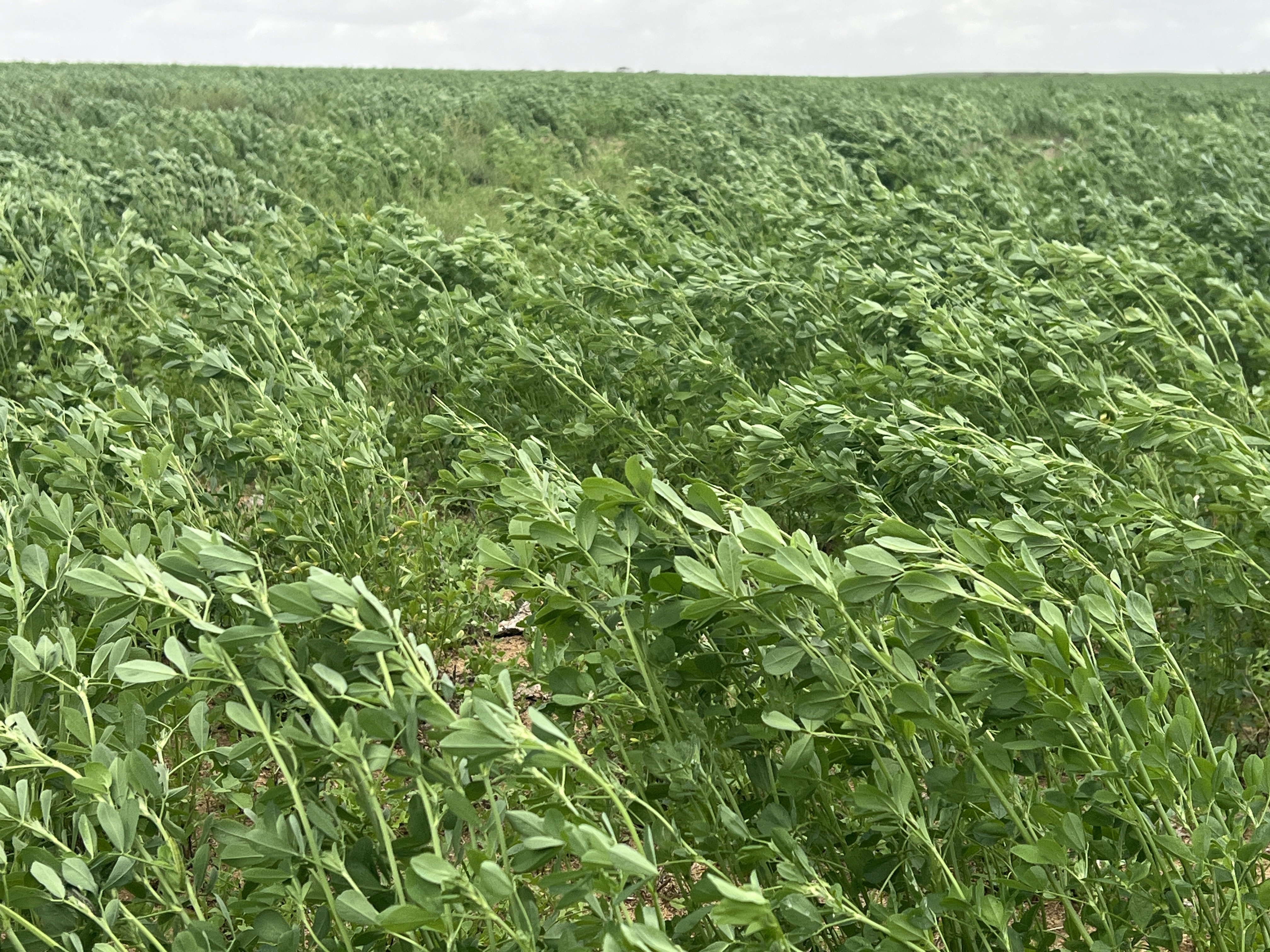 Allotment 92 Perponda Road, Karoonda SA 5307