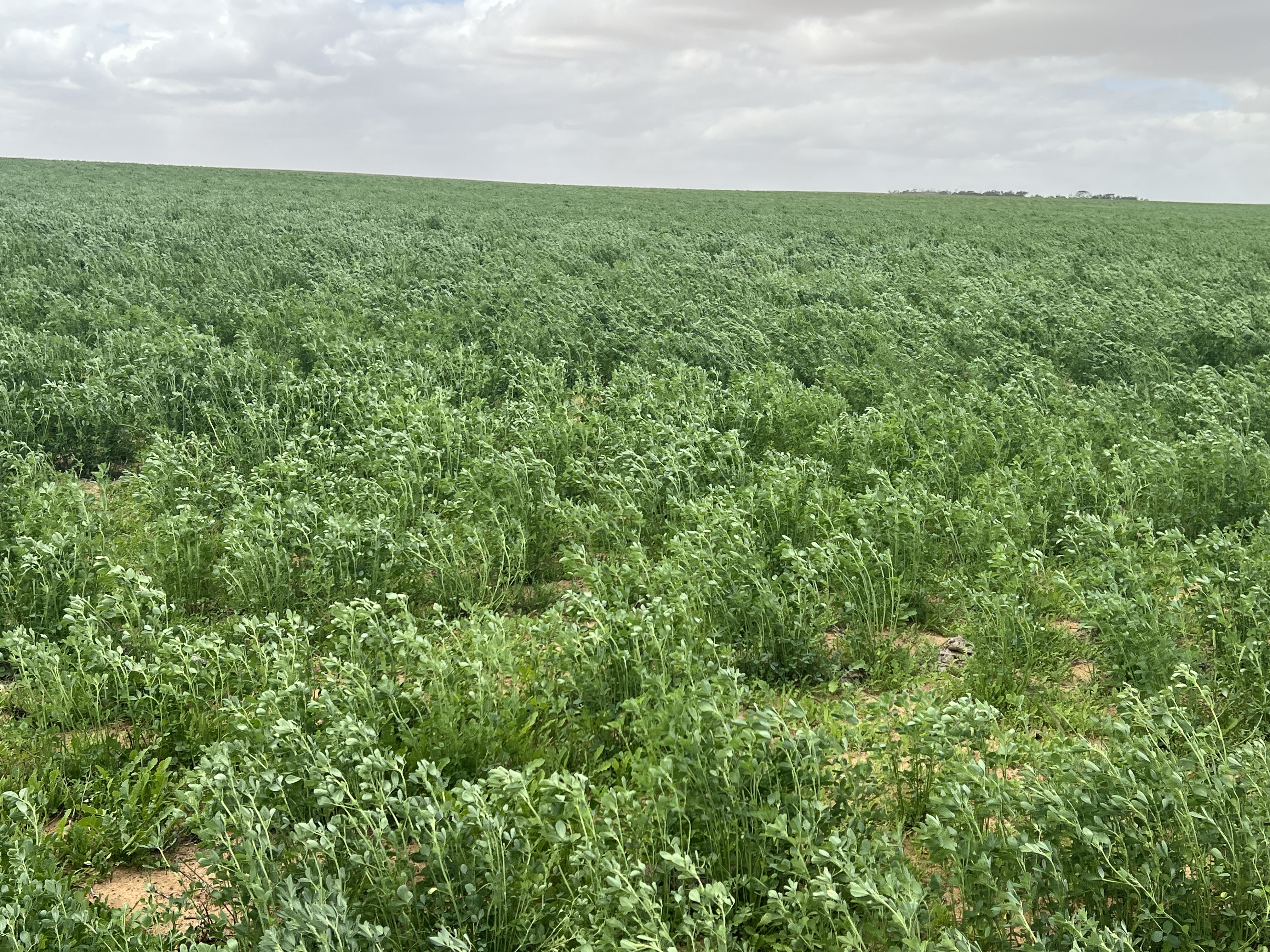 Allotment 92 Perponda Road, Karoonda SA 5307