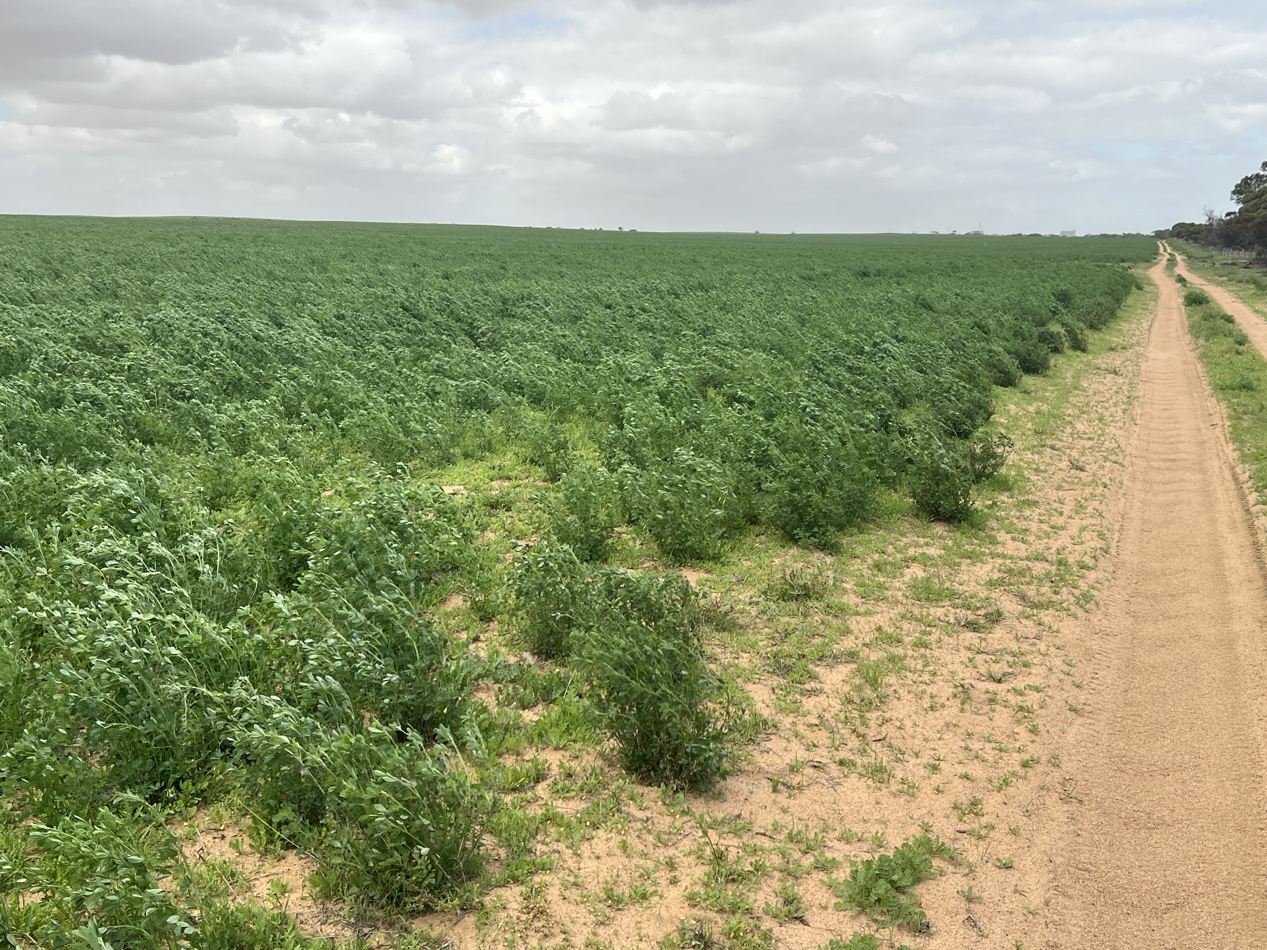 Allotment 92 Perponda Road, Karoonda SA 5307