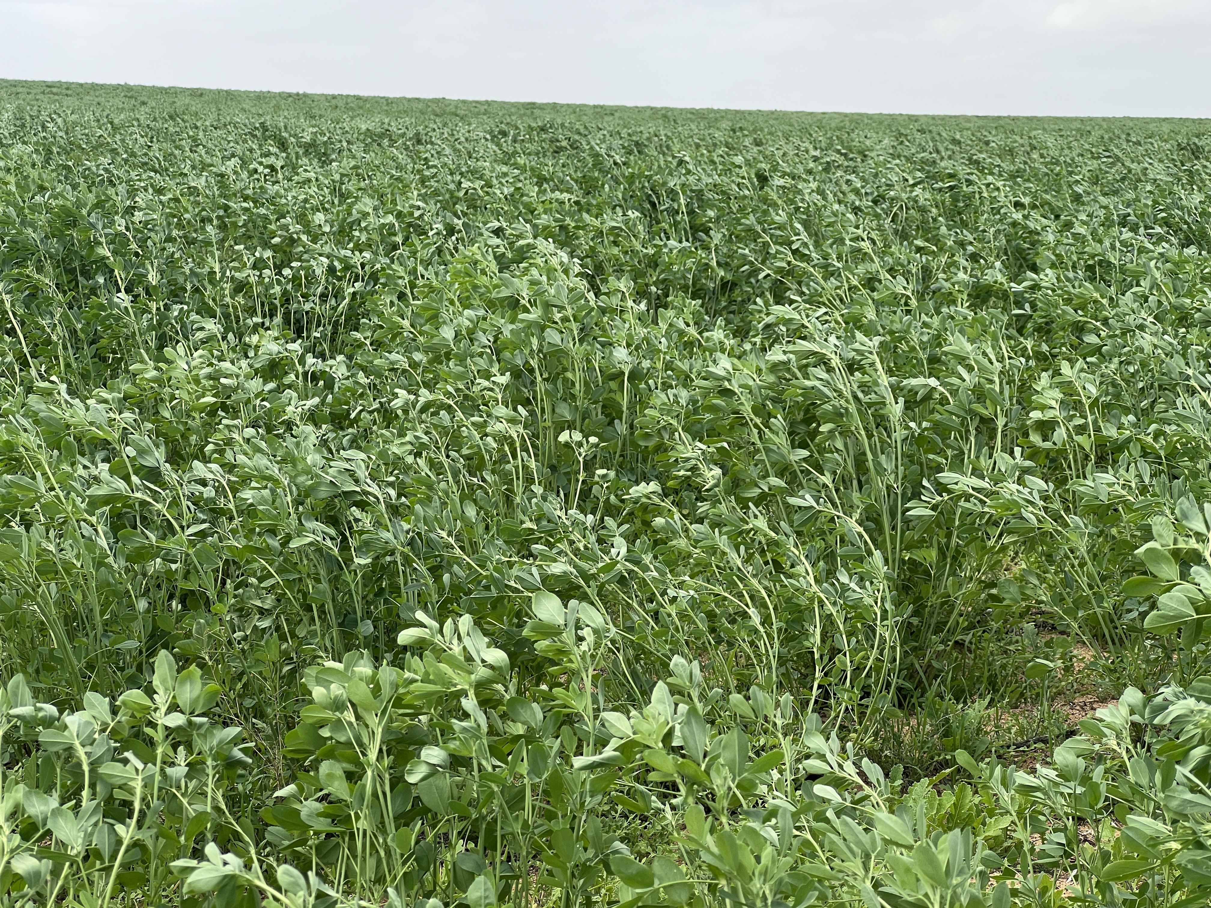 Allotment 92 Perponda Road, Karoonda SA 5307