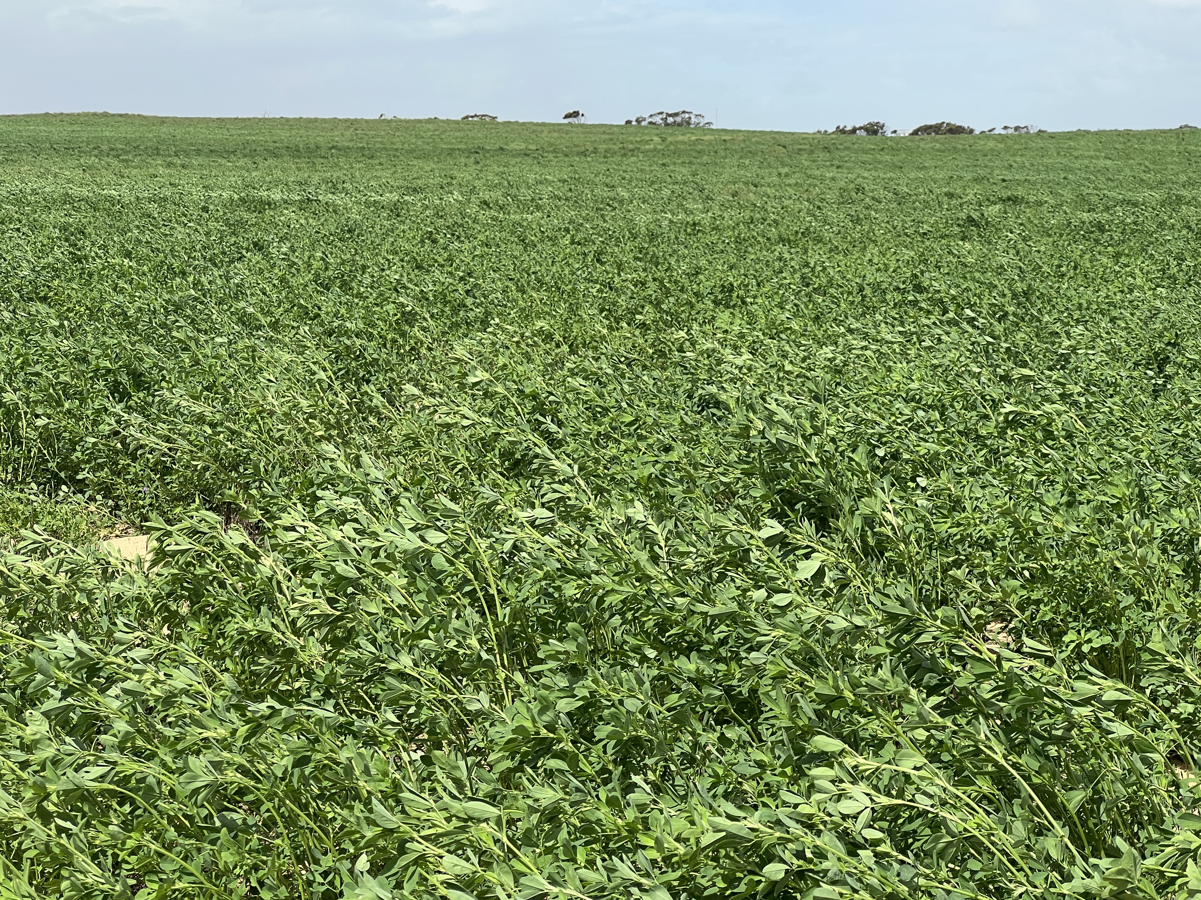 Allotment 92 Perponda Road, Karoonda SA 5307