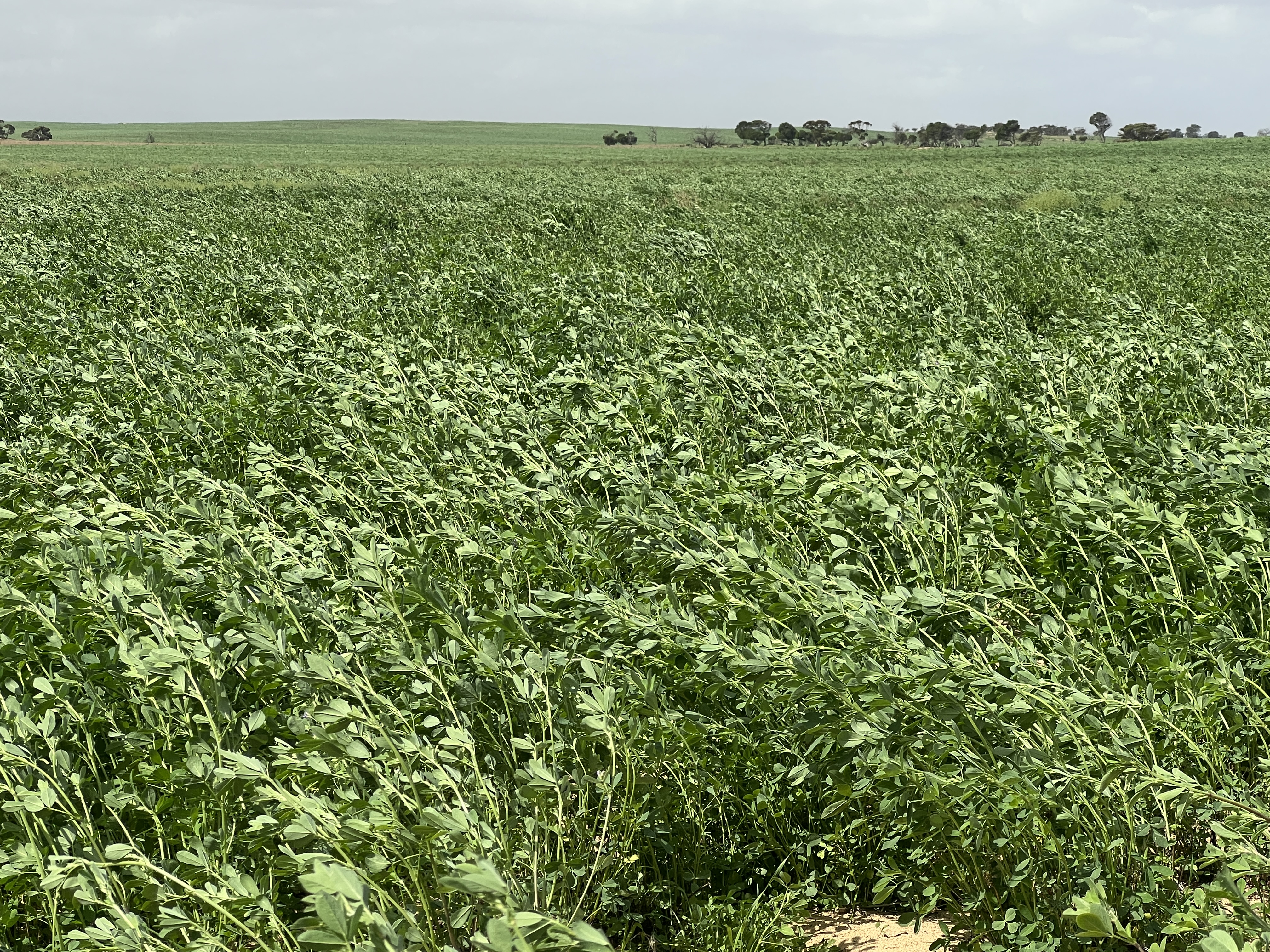 Allotment 92 Perponda Road, Karoonda SA 5307