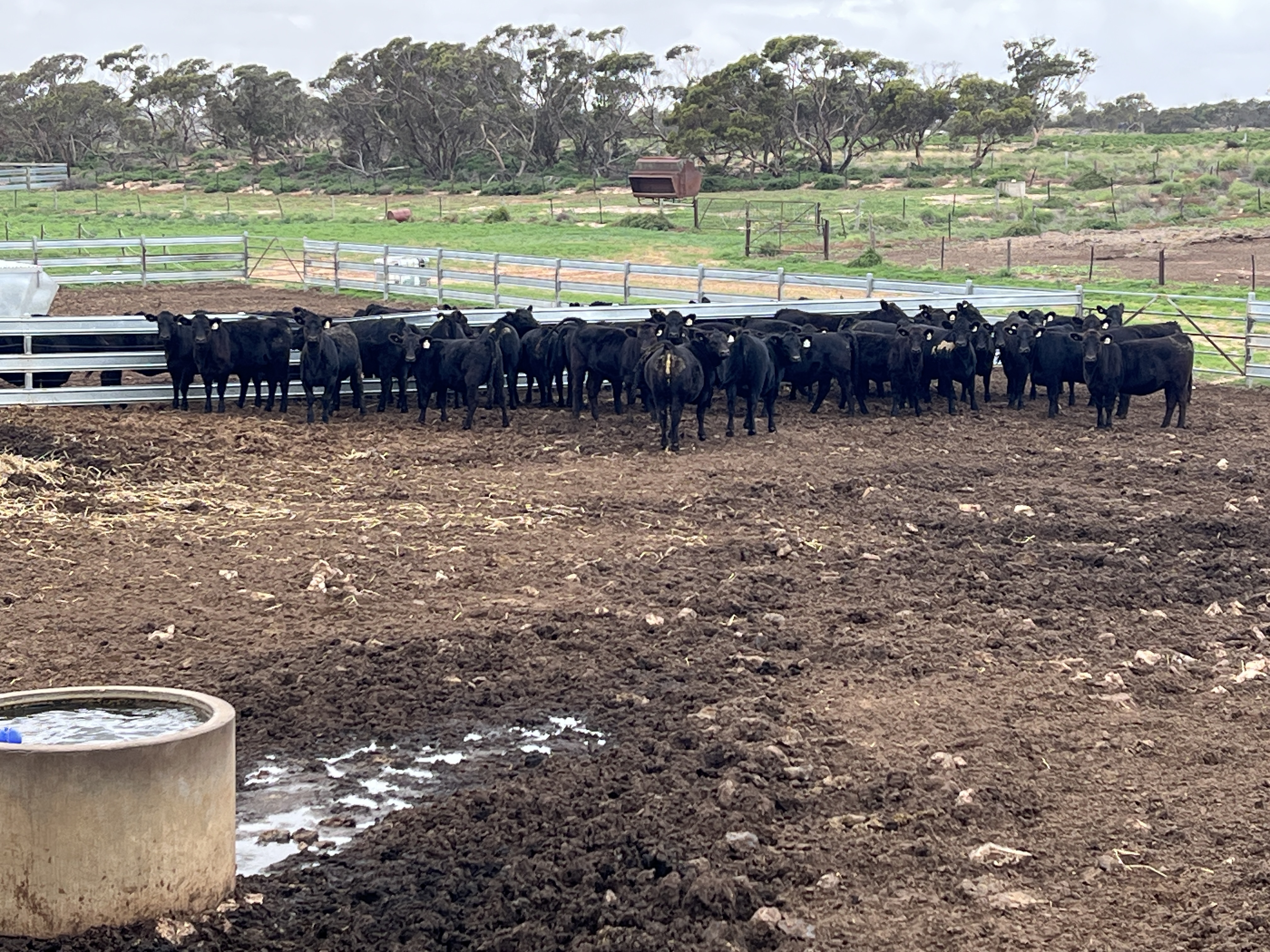 Allotment 92 Perponda Road, Karoonda SA 5307