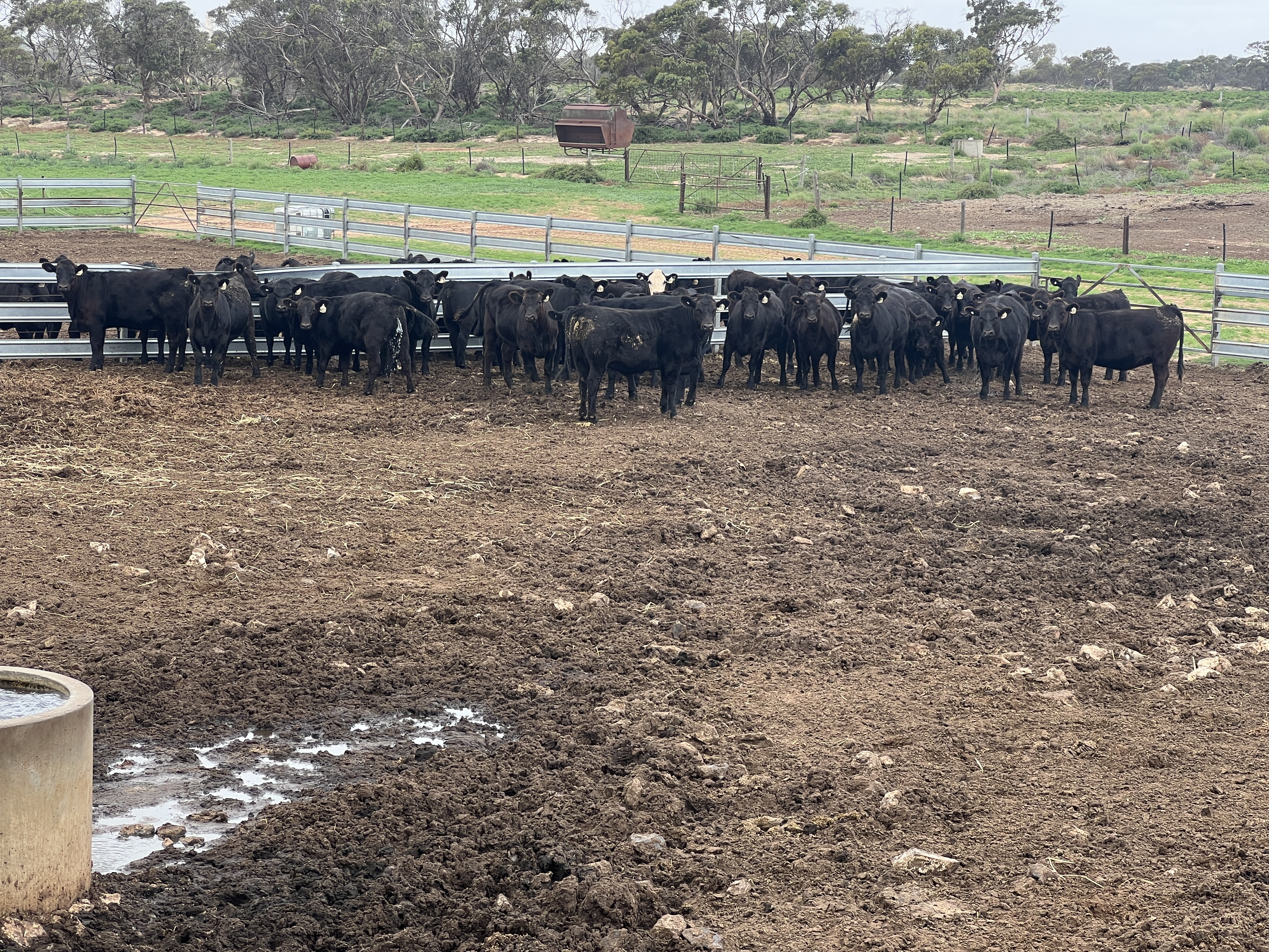 Allotment 92 Perponda Road, Karoonda SA 5307