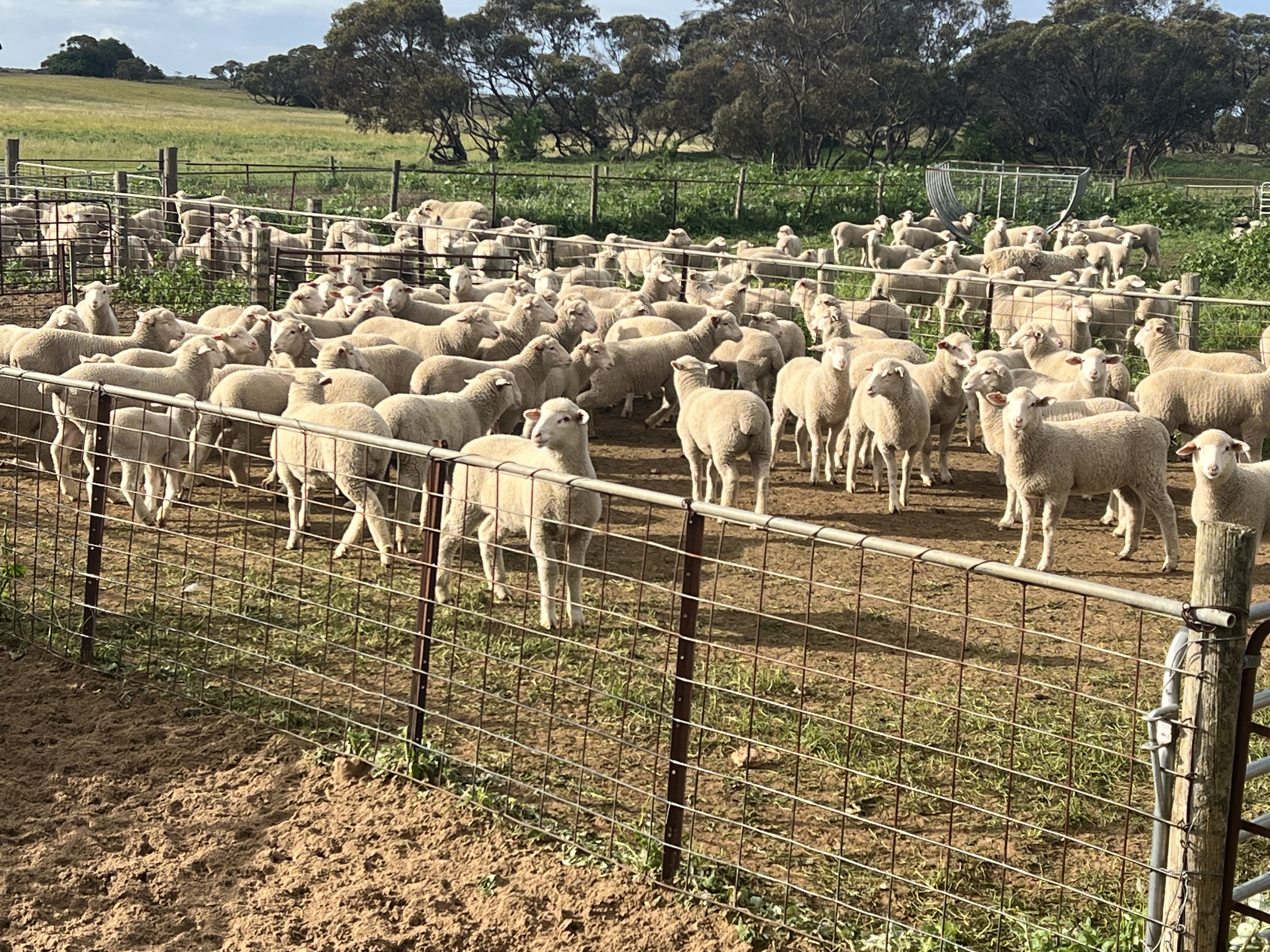183 Kulkawurra Road, Karoonda SA 5307