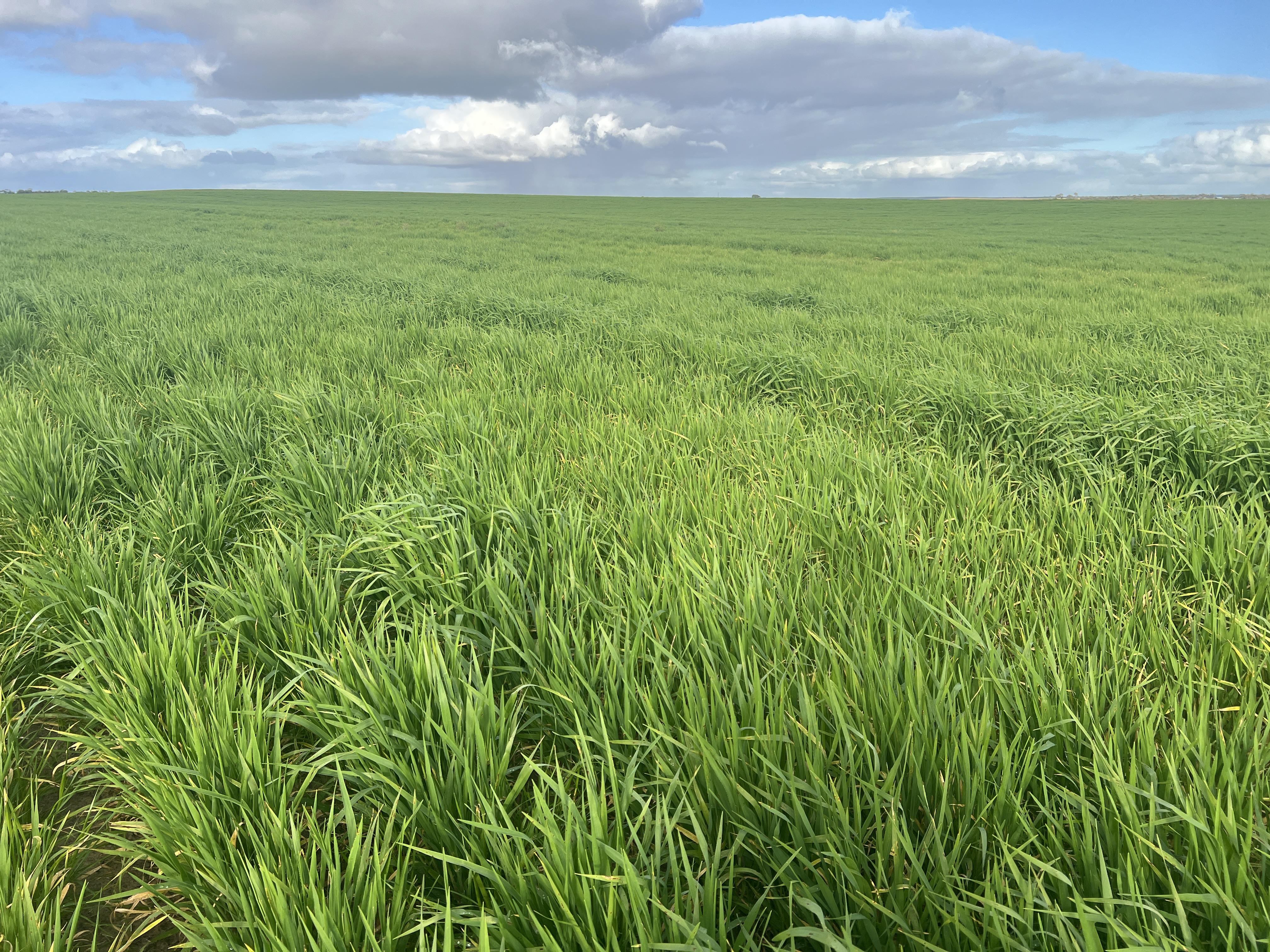 183 Kulkawurra Road, Karoonda SA 5307