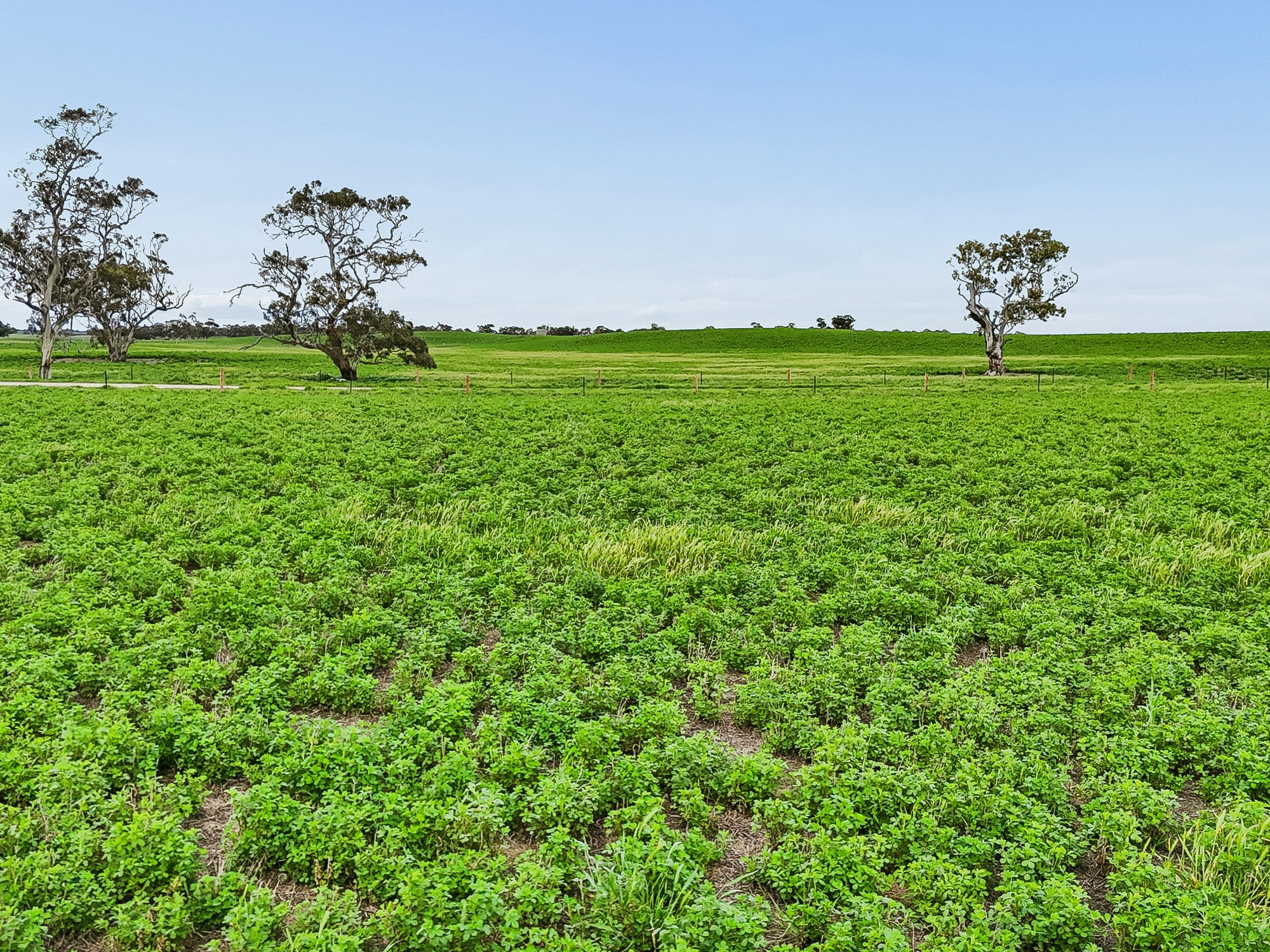 103 & 314 Filmer Road, Tintinara SA 5266