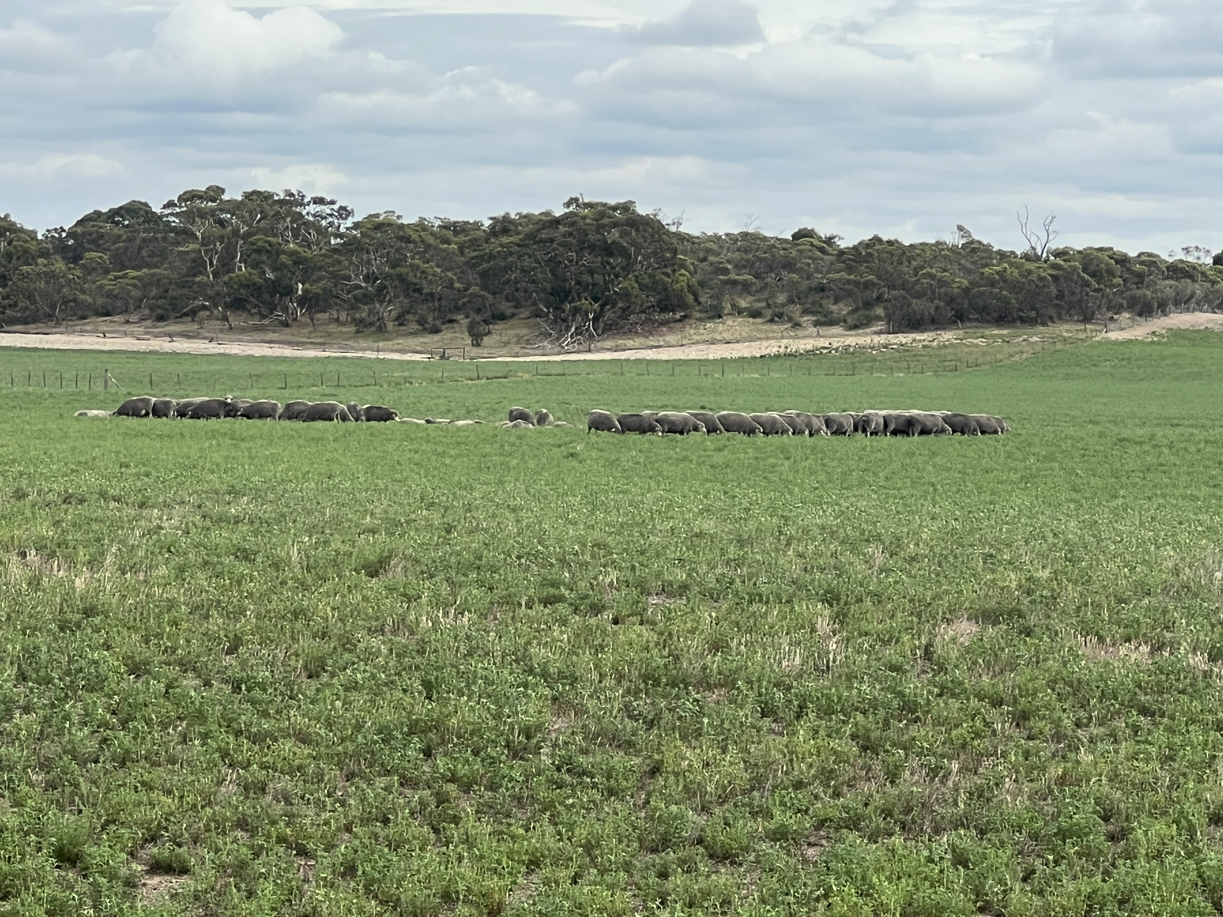 103 & 314 Filmer Road, Tintinara SA 5266