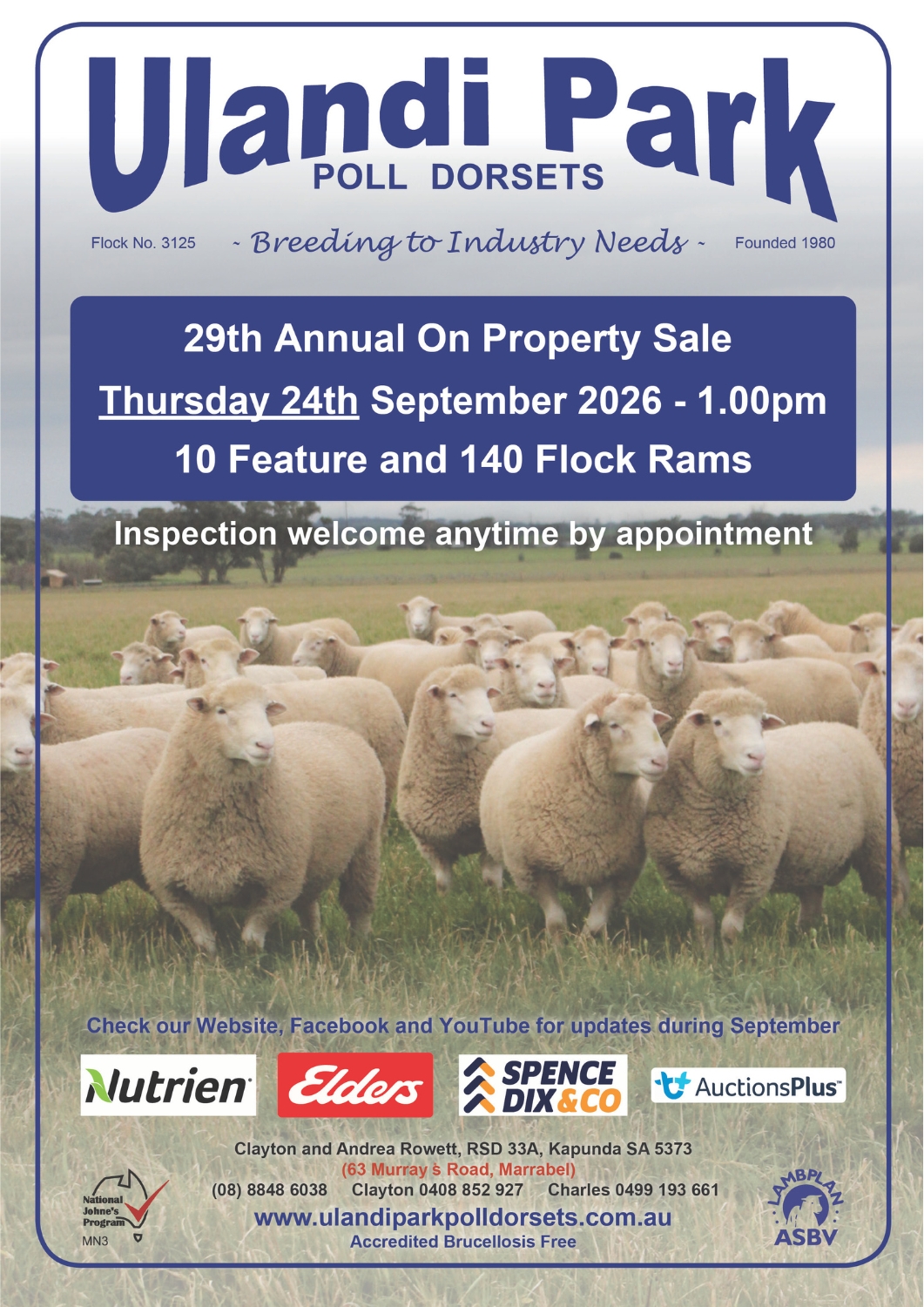 Ulandi Park Poll Dorset Ram Sale