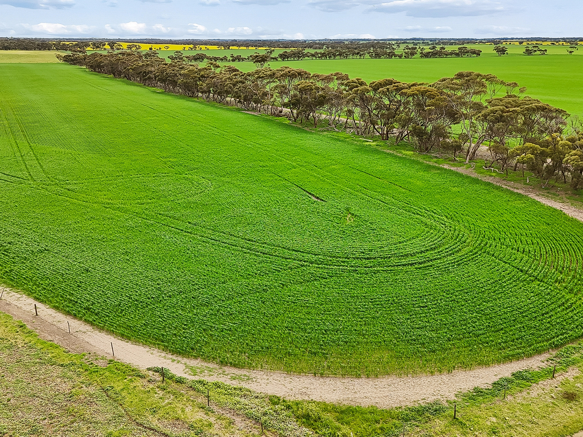 146 Pascoe Road, Coonalpyn SA 5265