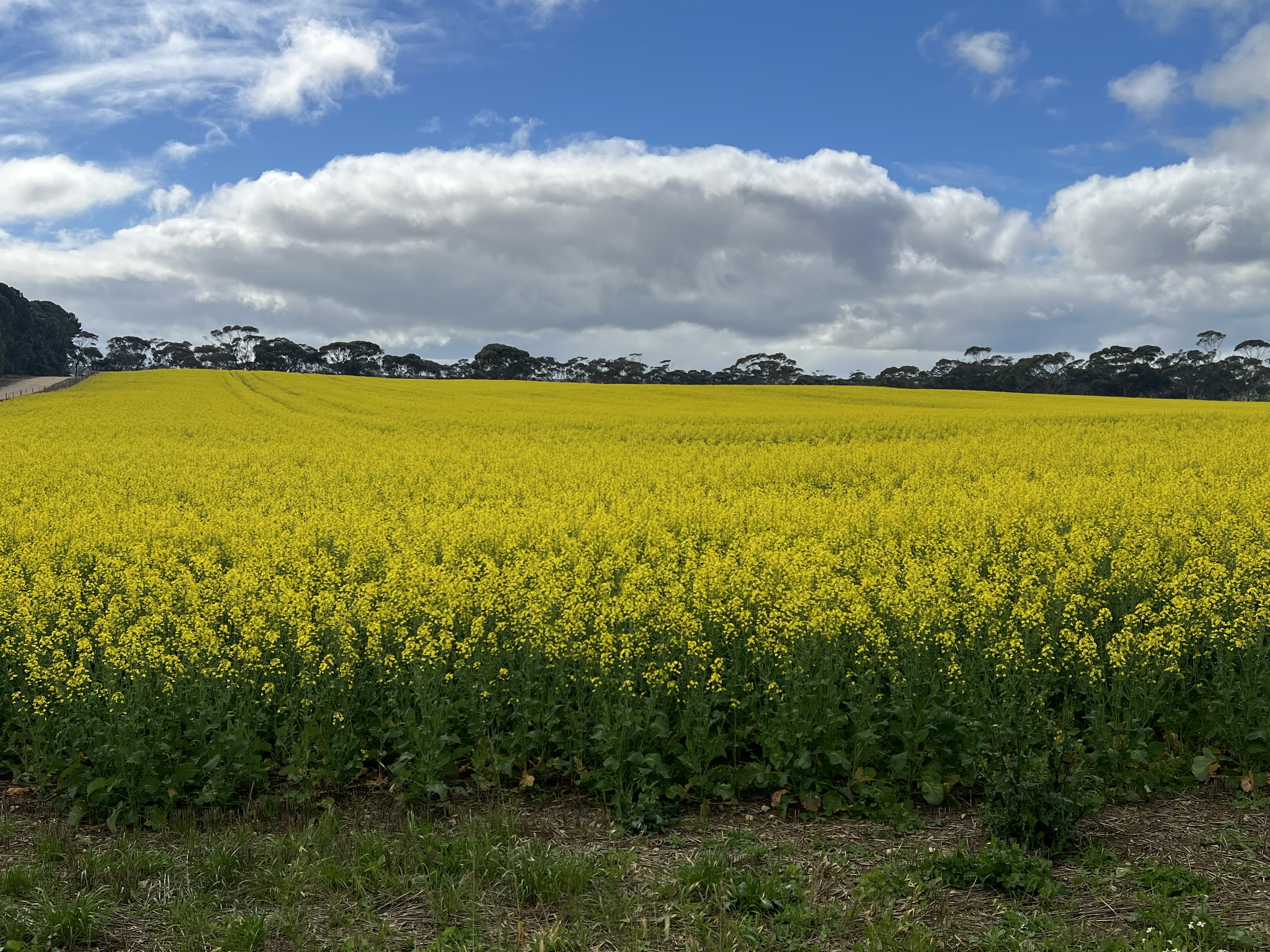 146 Pascoe Road, Coonalpyn SA 5265