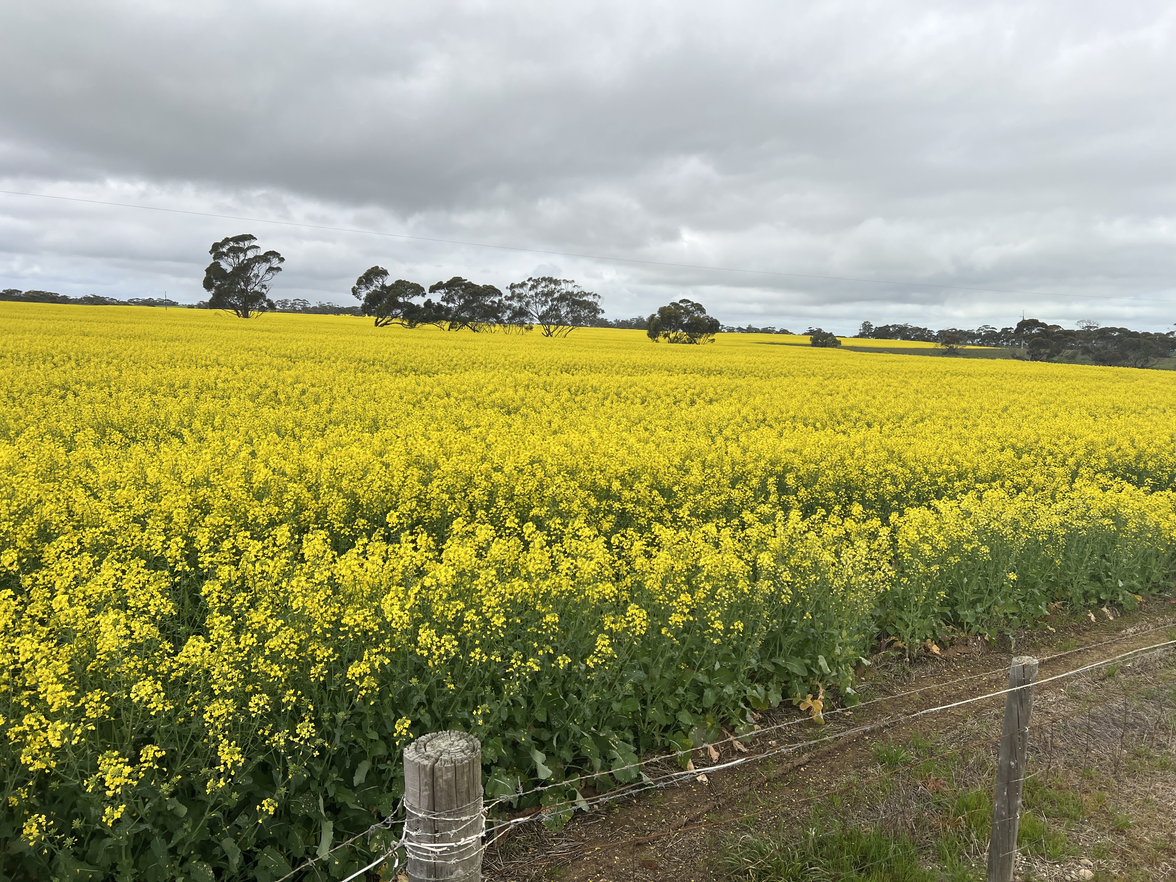 146 Pascoe Road, Coonalpyn SA 5265