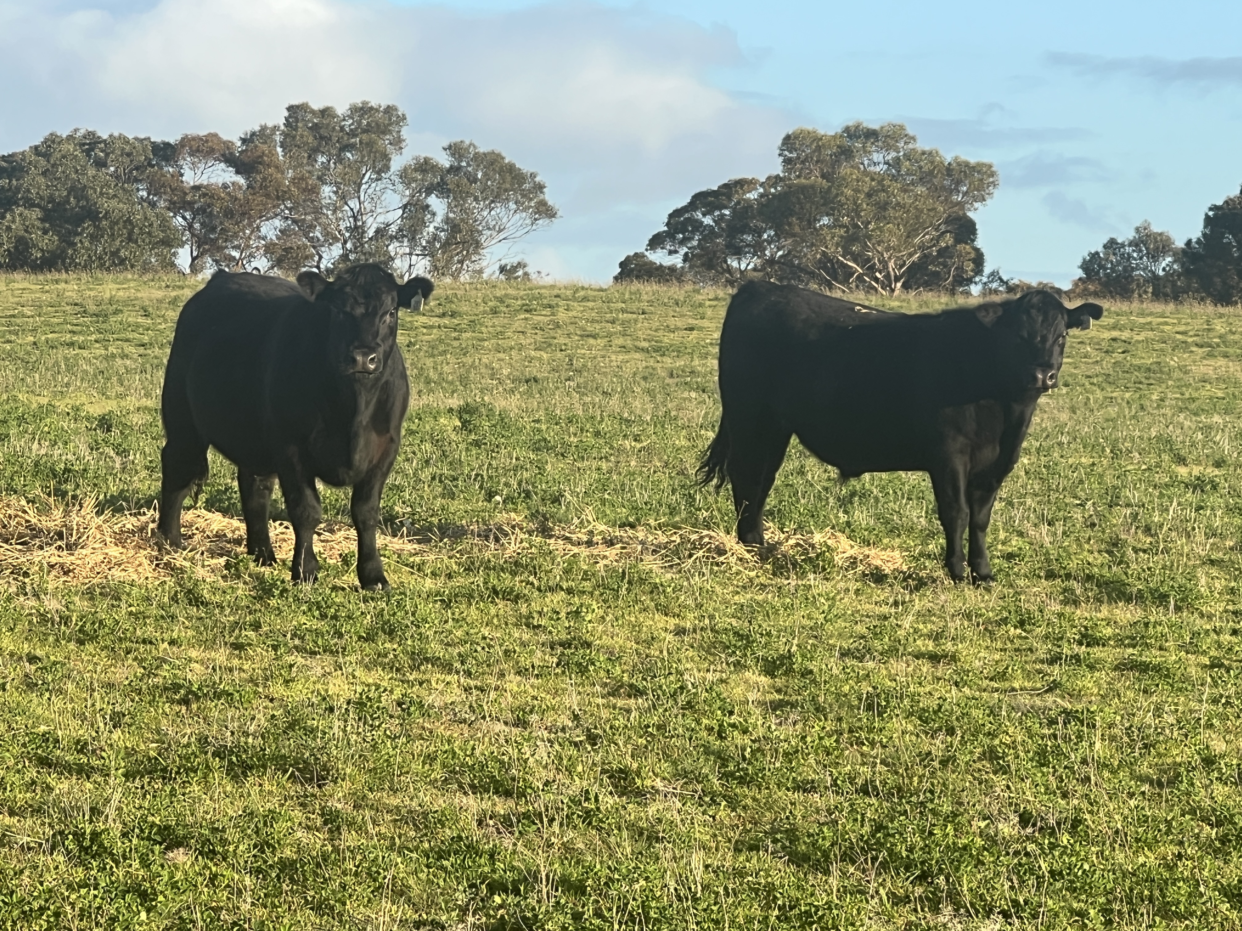 146 Pascoe Road, Coonalpyn SA 5265