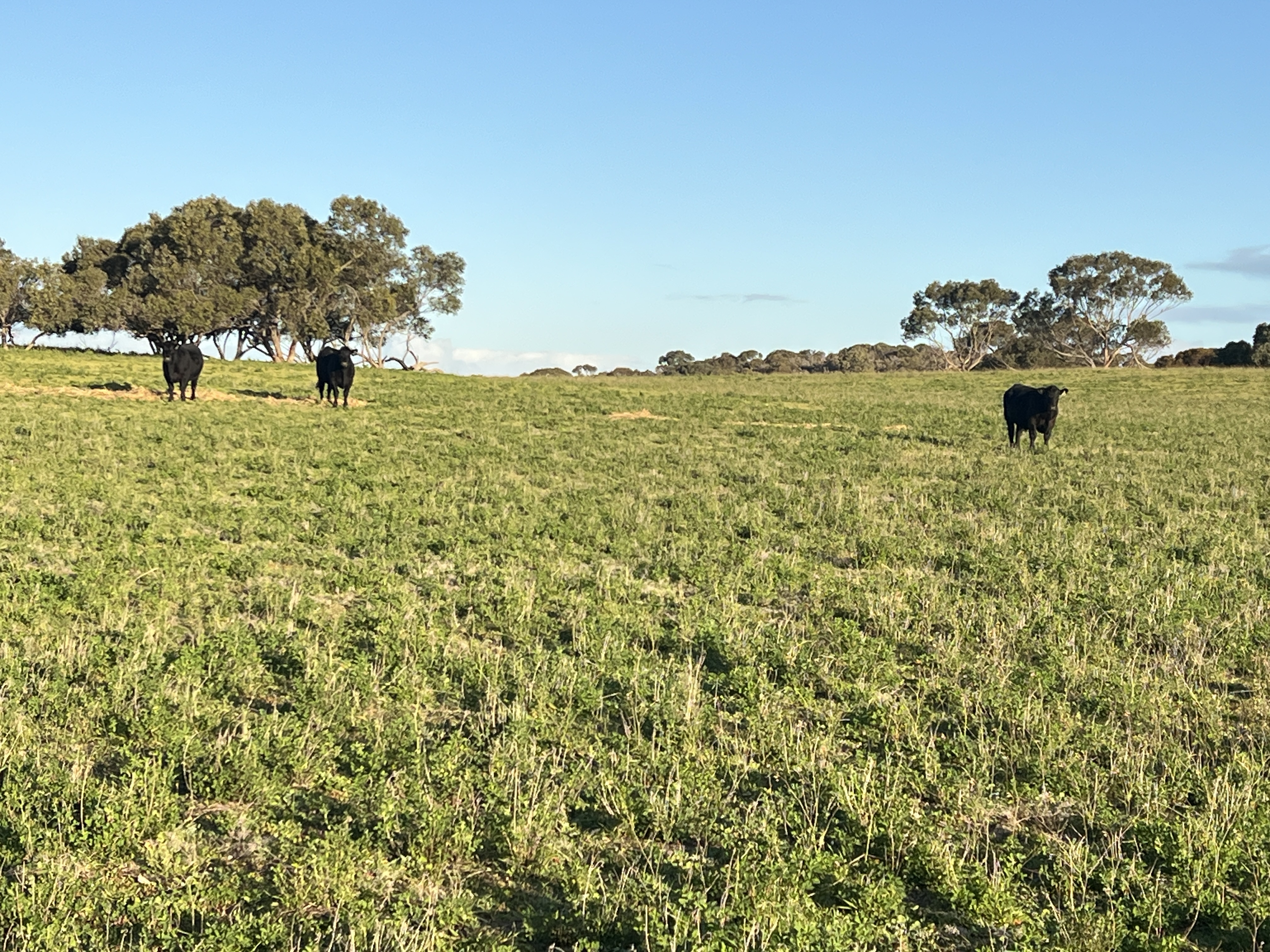 146 Pascoe Road, Coonalpyn SA 5265
