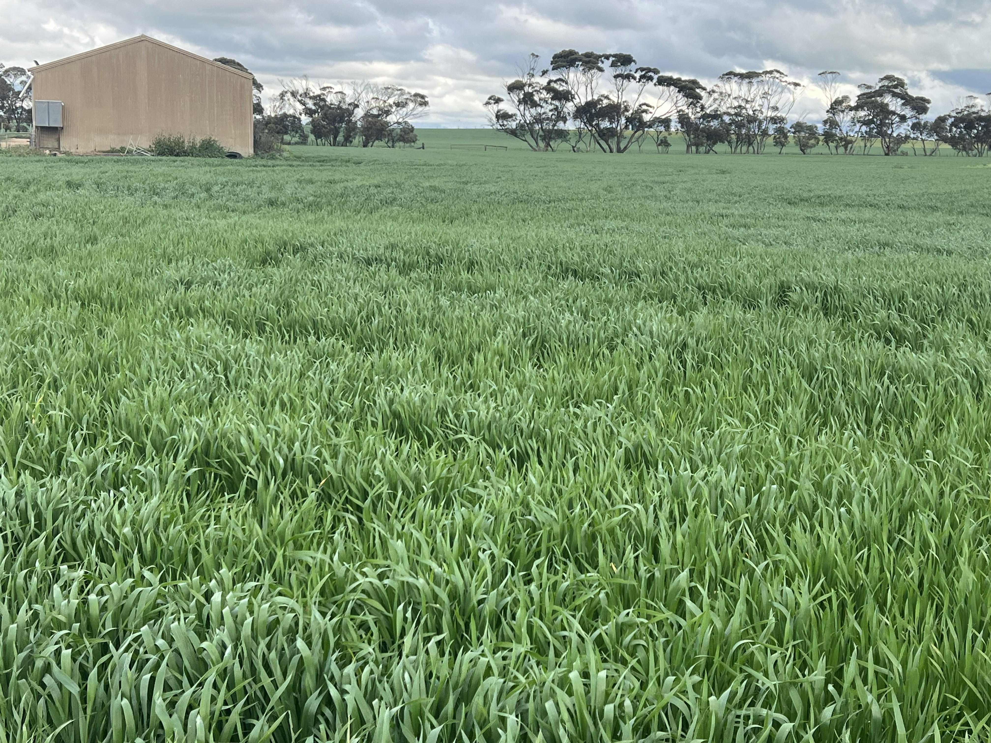 146 Pascoe Road, Coonalpyn SA 5265