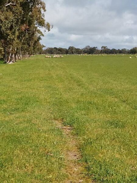 Allotment 11 Black Road, Keith SA 5267