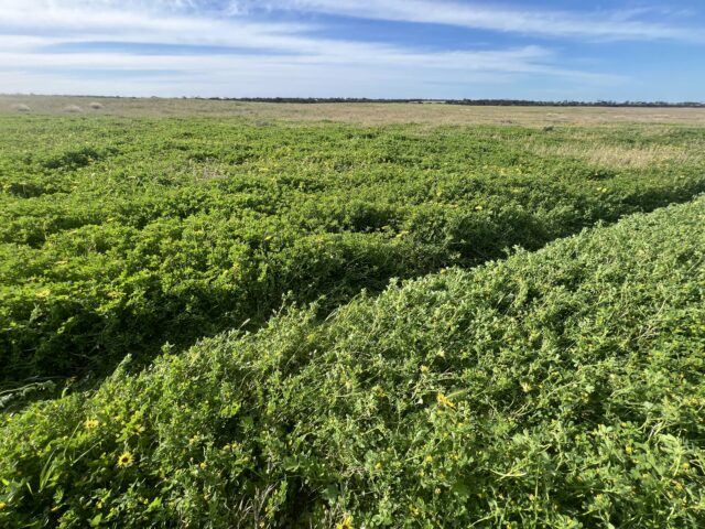 Lot 17 & 18 Kulkami Road, Karoonda SA 5307